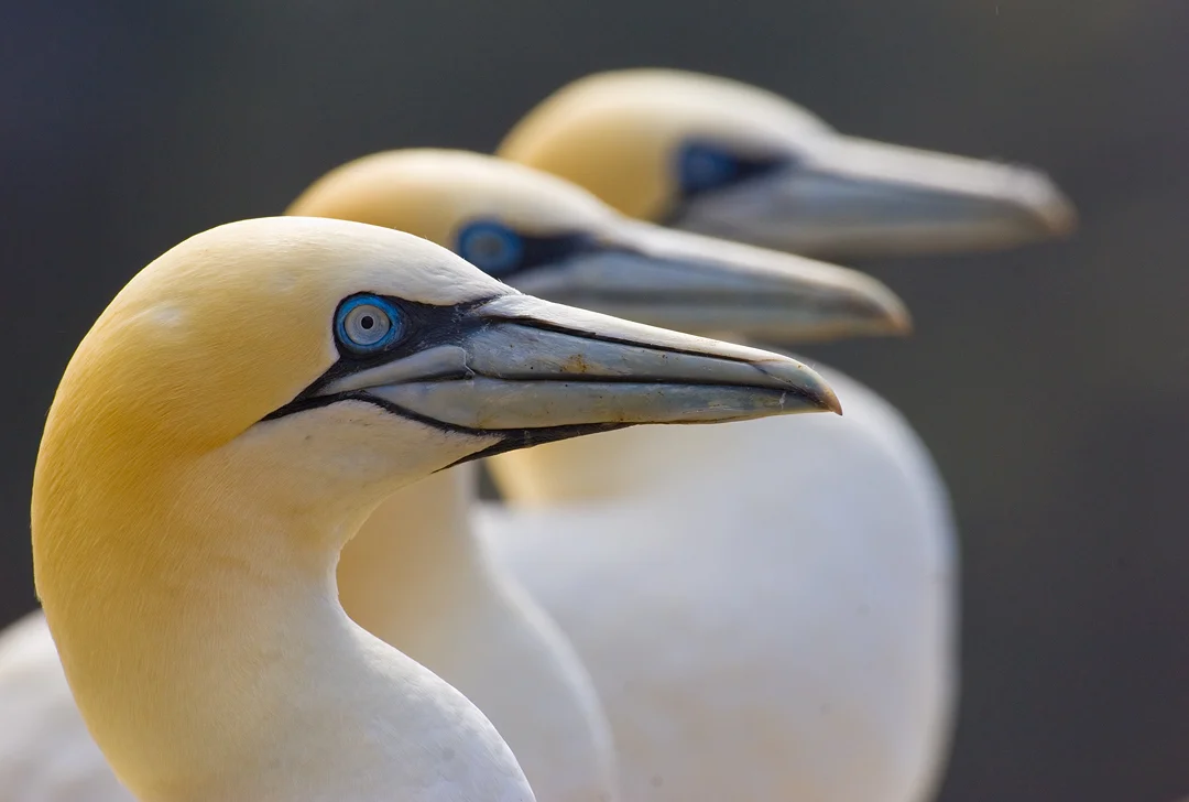 GANNET TRIO Nature Images Awards 2012 Overall winning portfolio and Story of Species category winner