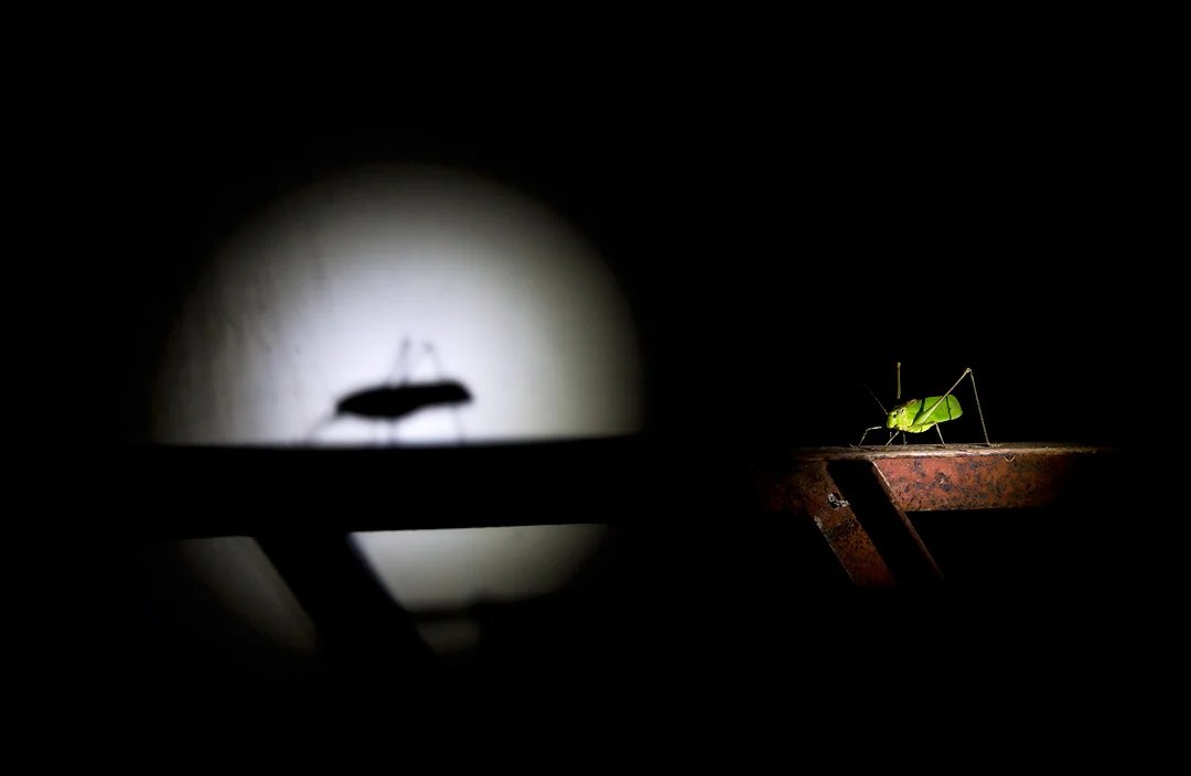 KATYDID BY TORCHLIGHT Nature Images Awards 2012 Highly Commended Insects category