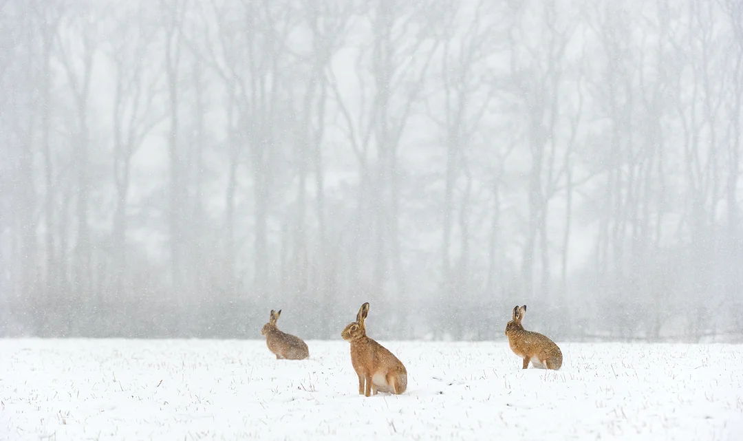 BROWN HARE TRIO Nature images Awards 2014 Highly Commended Portfolio category