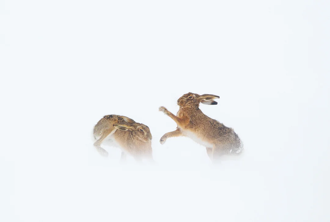 BROWN HARES BOXING Nature images Awards 2014 Highly Commended Portfolio category