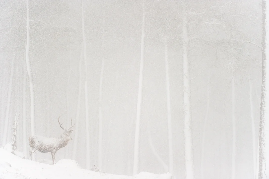 RED DEER IN FOREST HABITAT Nature images Awards 2014 Highly Commended Mammals category