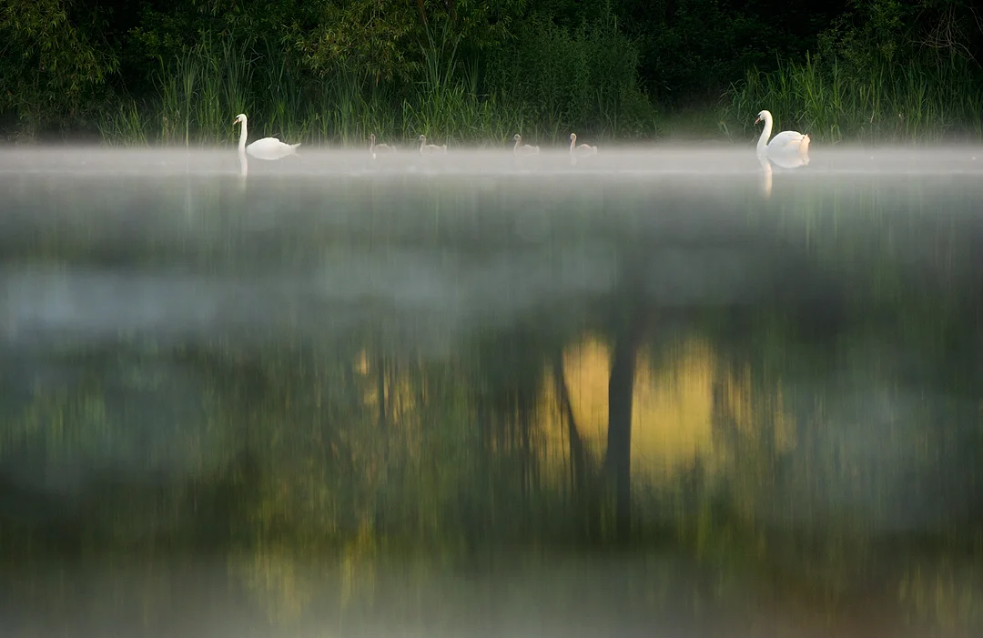 MUTE SWAN FAMILY Nature images Awards 2015 Highly Commended Portfolio category