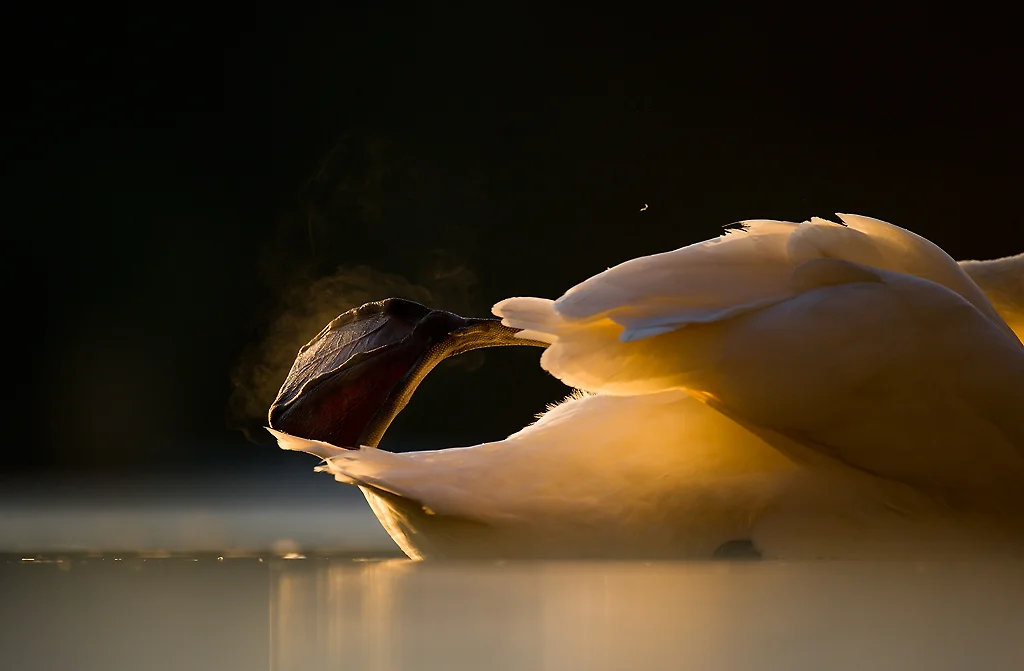 MUTE SWAN FOOT DETAIL Nature images Awards 2015 Highly Commended Portfolio category