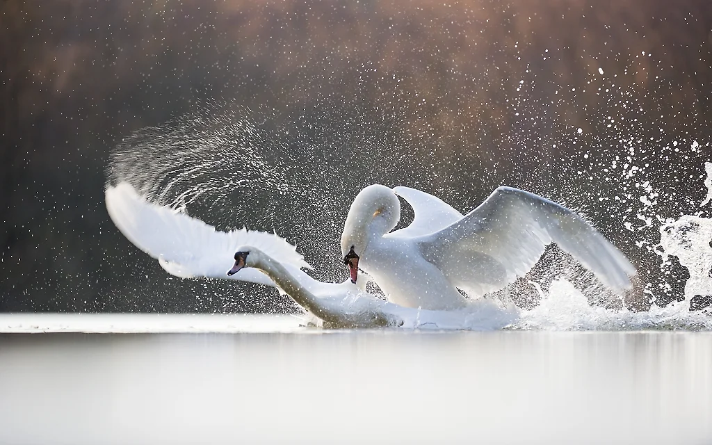 MUTE SWAN FIGHTING Nature images Awards 2015 Highly Commended Portfolio category