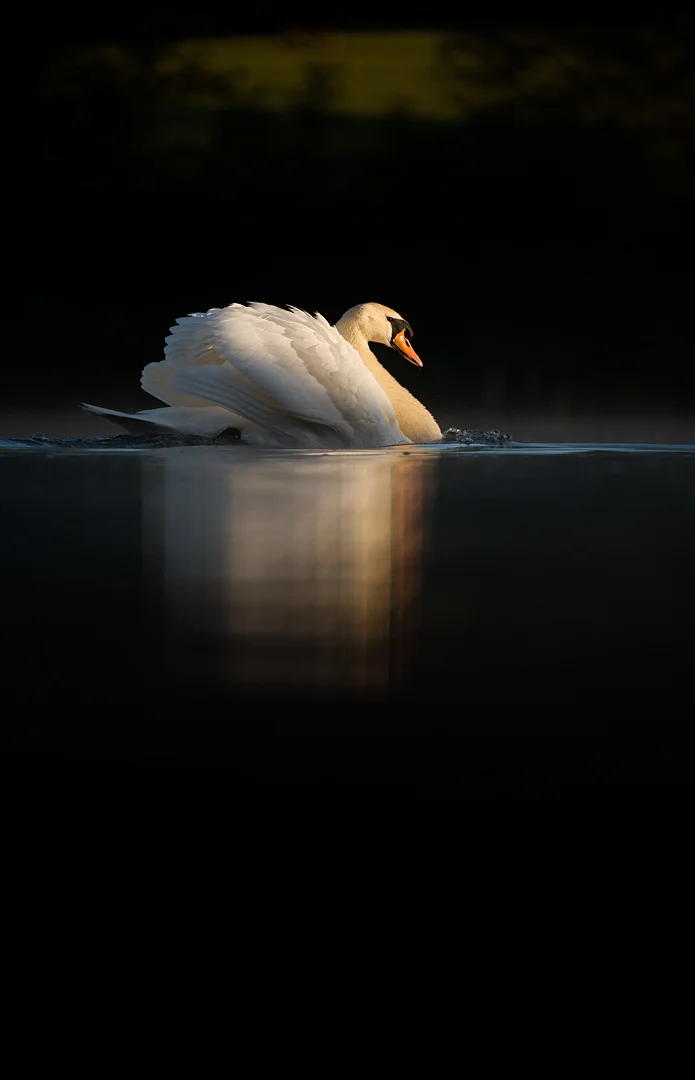 MUTE SWAN IN DAWN LIGHT Nature images Awards 2015 Highly Commended Portfolio category