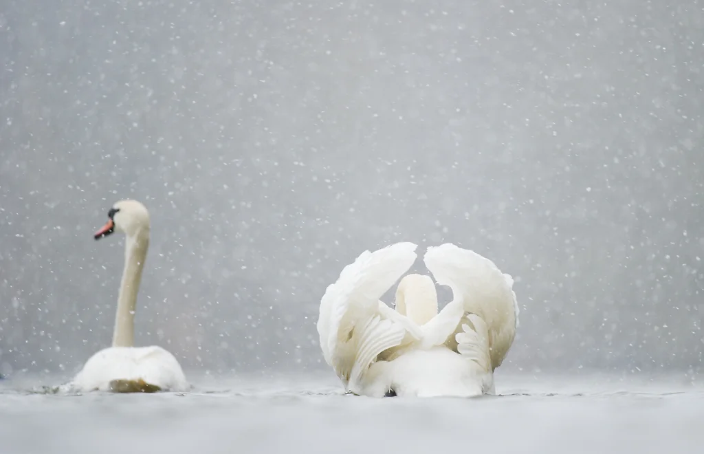 MUTE SWANS IN WINTER Nature images Awards 2015 Highly Commended Portfolio category