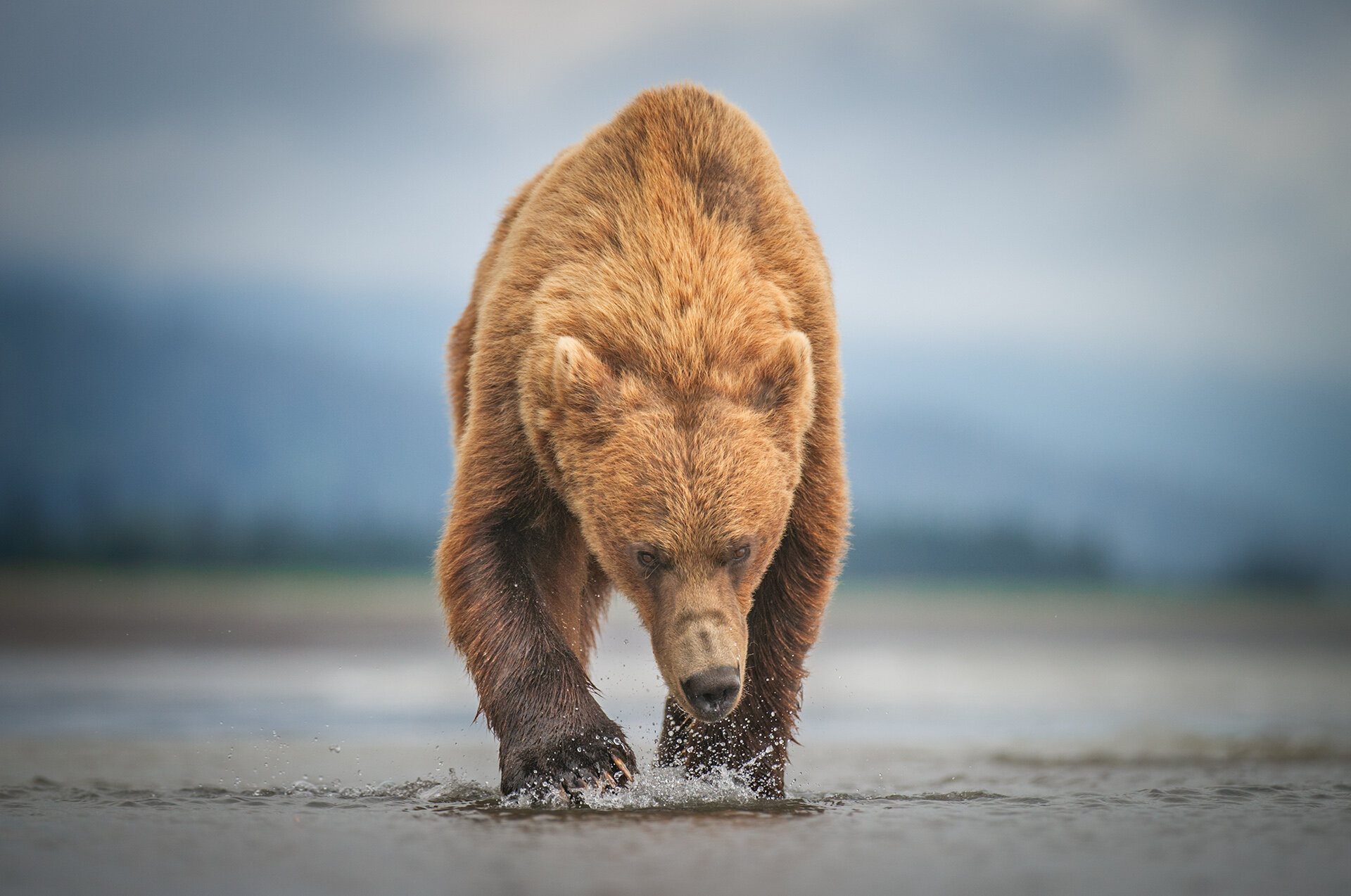 GrizzlyBear_male_walking_AP24.jpg