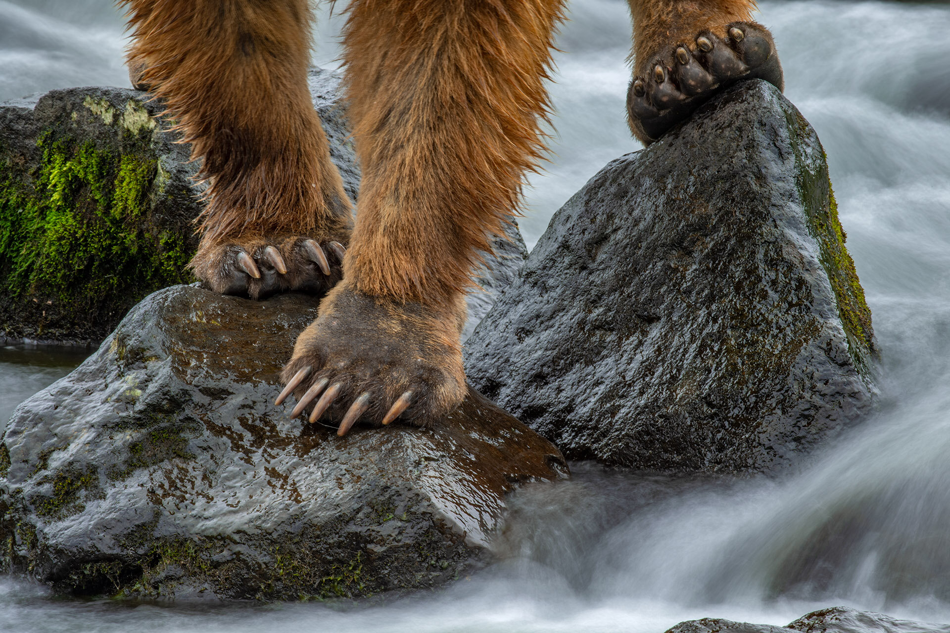 KamchatkaBrownBear_paws_motion_abstract_AP33.jpg