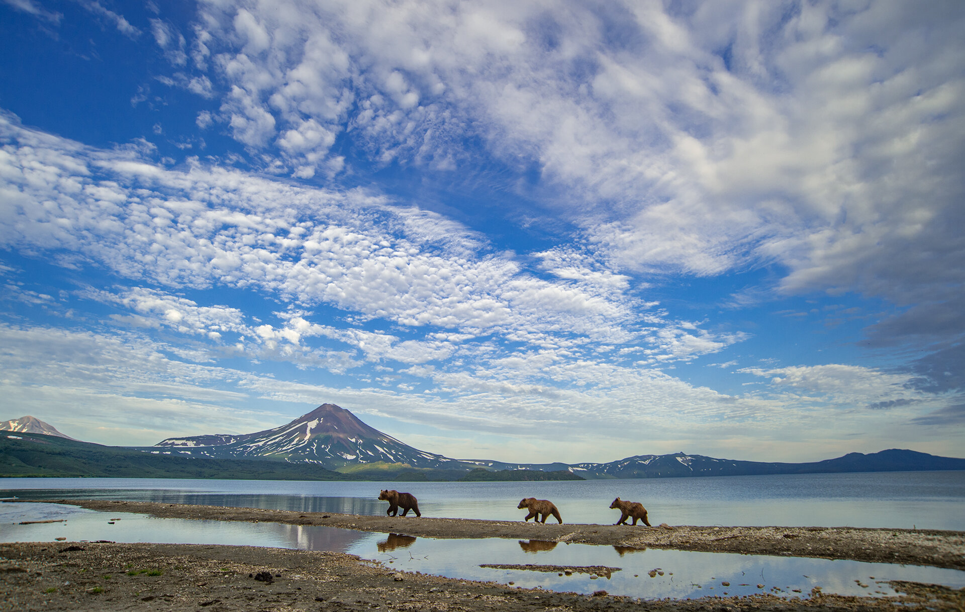 KamchatkaBrownBear_habitat_volcano_AP2.jpg