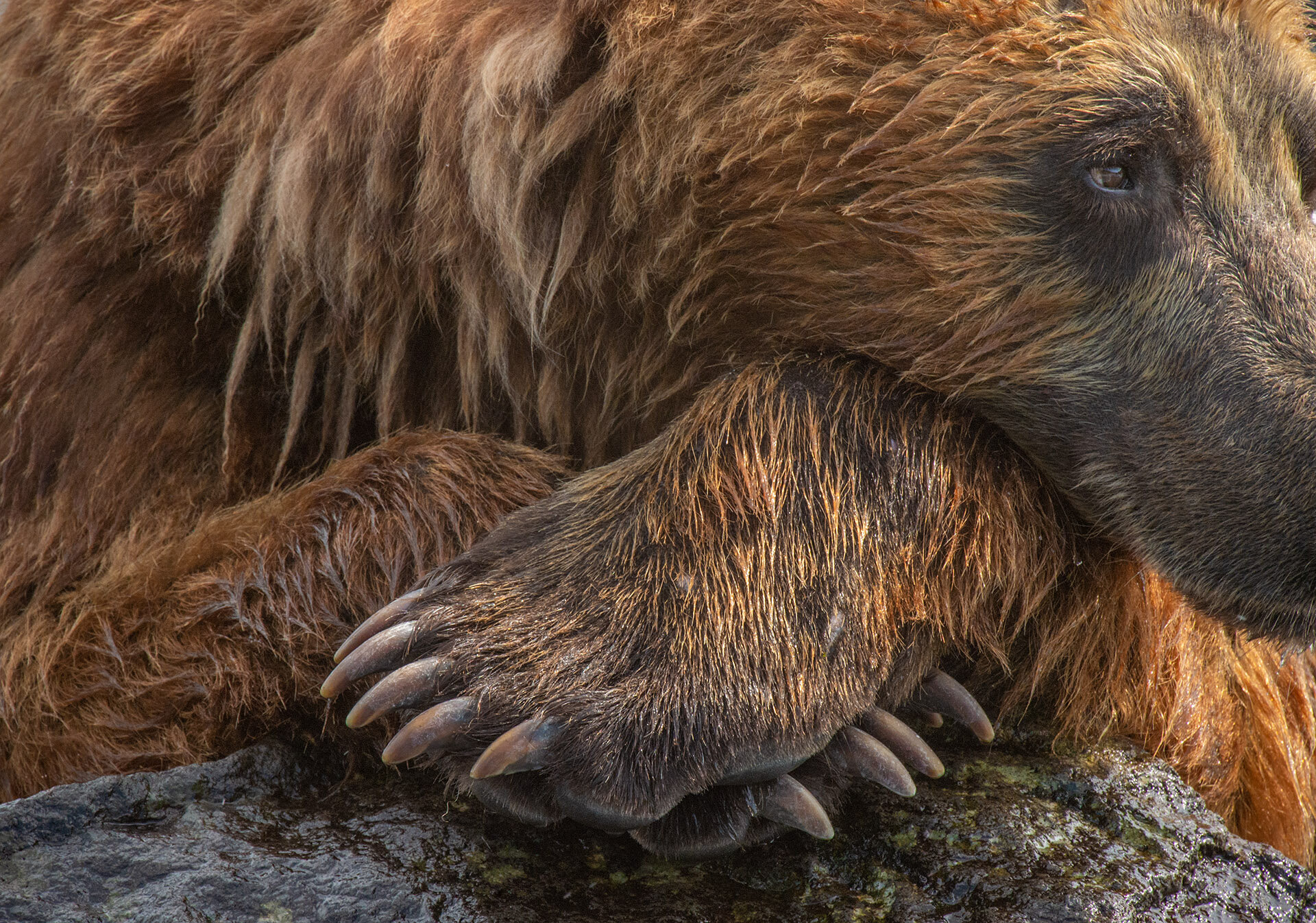 KamchatkaBrownBear_resting_AP3.jpg