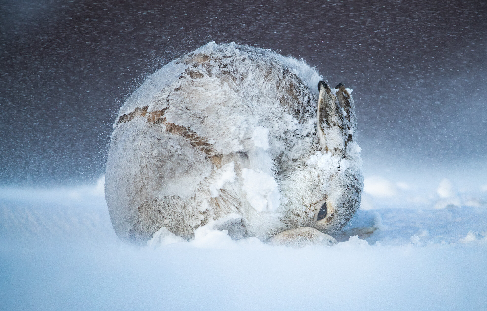 MountainHare_grooming_AP56v2.jpg