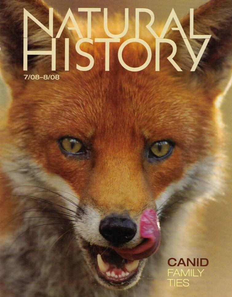 18 Natural History Mag Red Fox.jpg