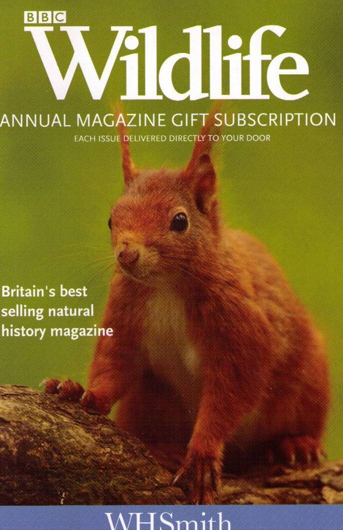 32BBC Wildlife Mag Subscription Red Squirrel.jpg