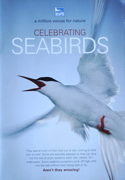 33 Arctic tern cover.jpg