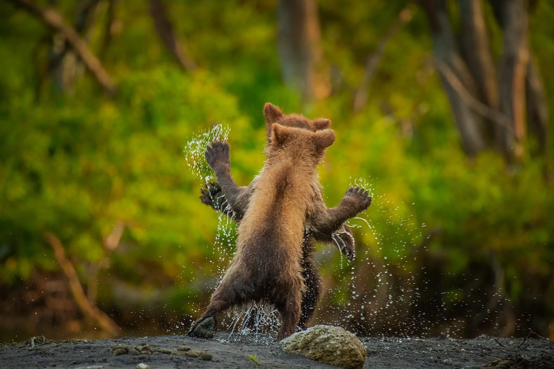 KamchatkaBrownBear2_COMEDY+PHOTO+AWARDS+2021+HIGHLY+COMMENDED.jpg