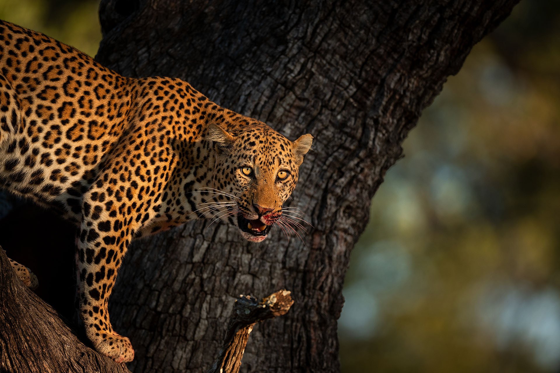 Leopard_tree_male_AP1.jpg