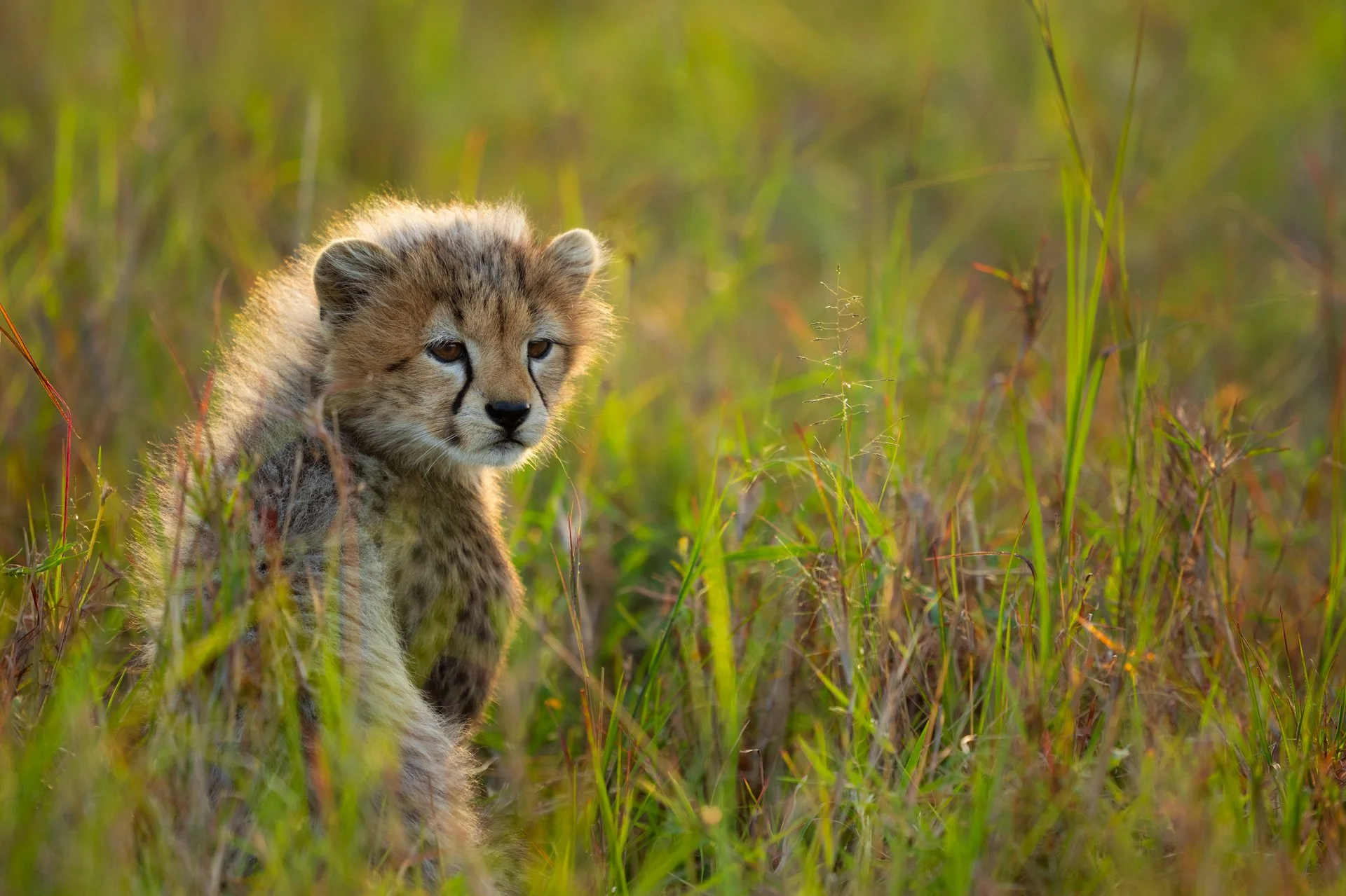 AFRICAN PREDATORS – KENYA 2025 (10 NIGHTS)