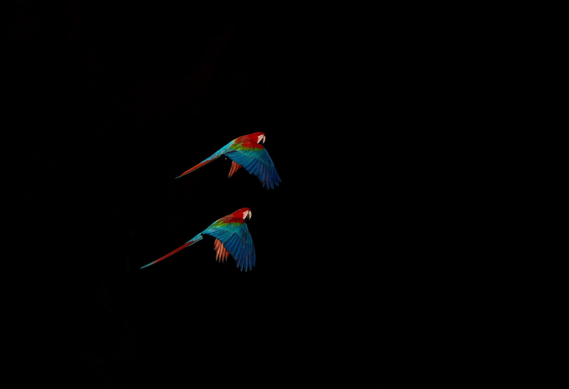 RedAndGreenMacaws_pair_flight_habitat_AP9cropped.jpg