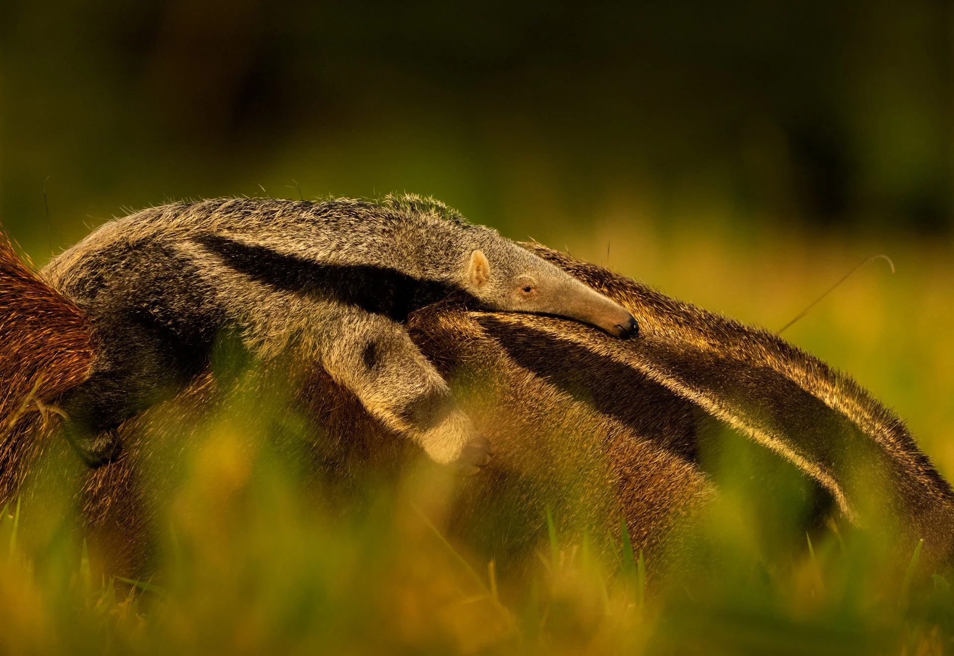 ANTEATER, ARMADILLO &amp; MACAW – Brazil's Southern Pantanal Extension 2027