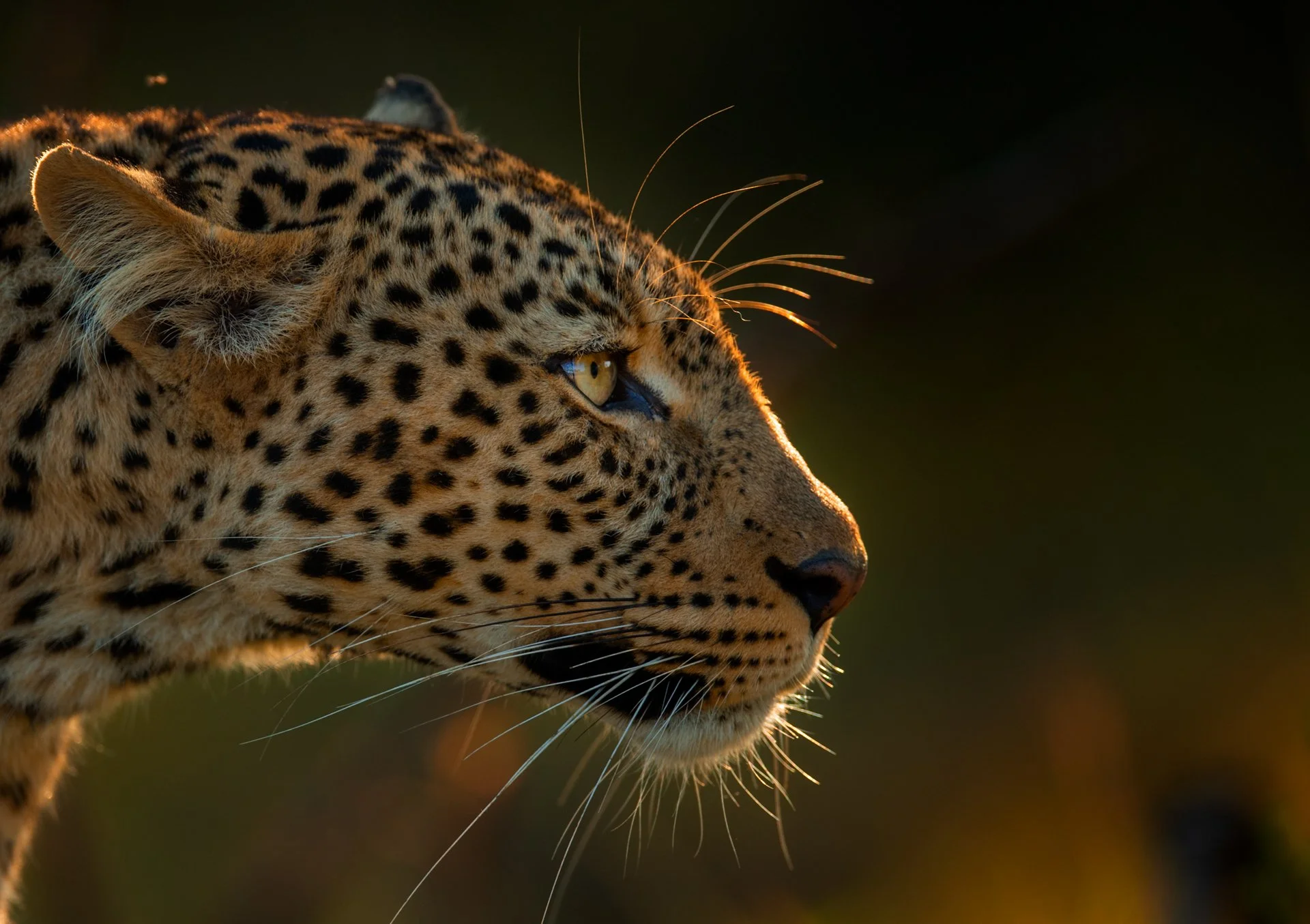 AFRICAN PREDATORS – KENYA 2027 (10 NIGHTS)