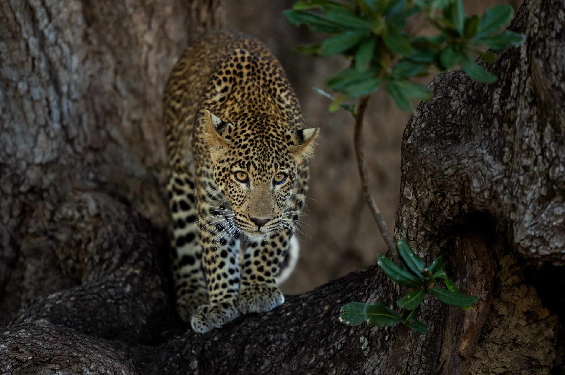 Leopard_cub_tree_AP1cropped.jpg