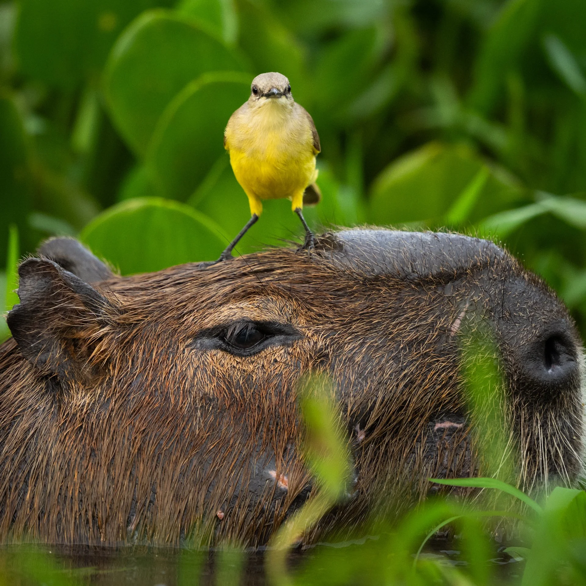 Capybara_CattleTyrant_AP7.jpg
