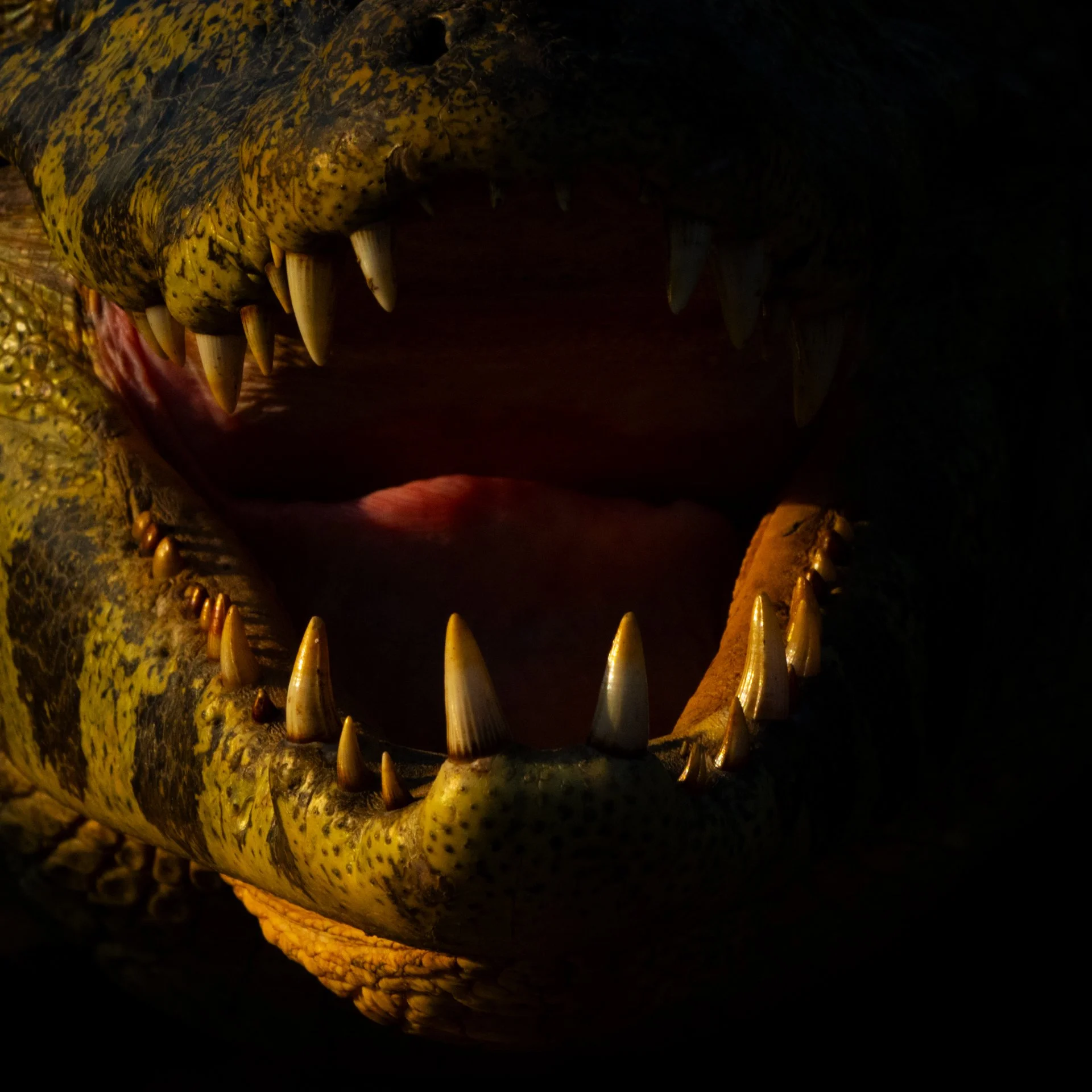 YacareCaiman_detail_AP4v4.jpg
