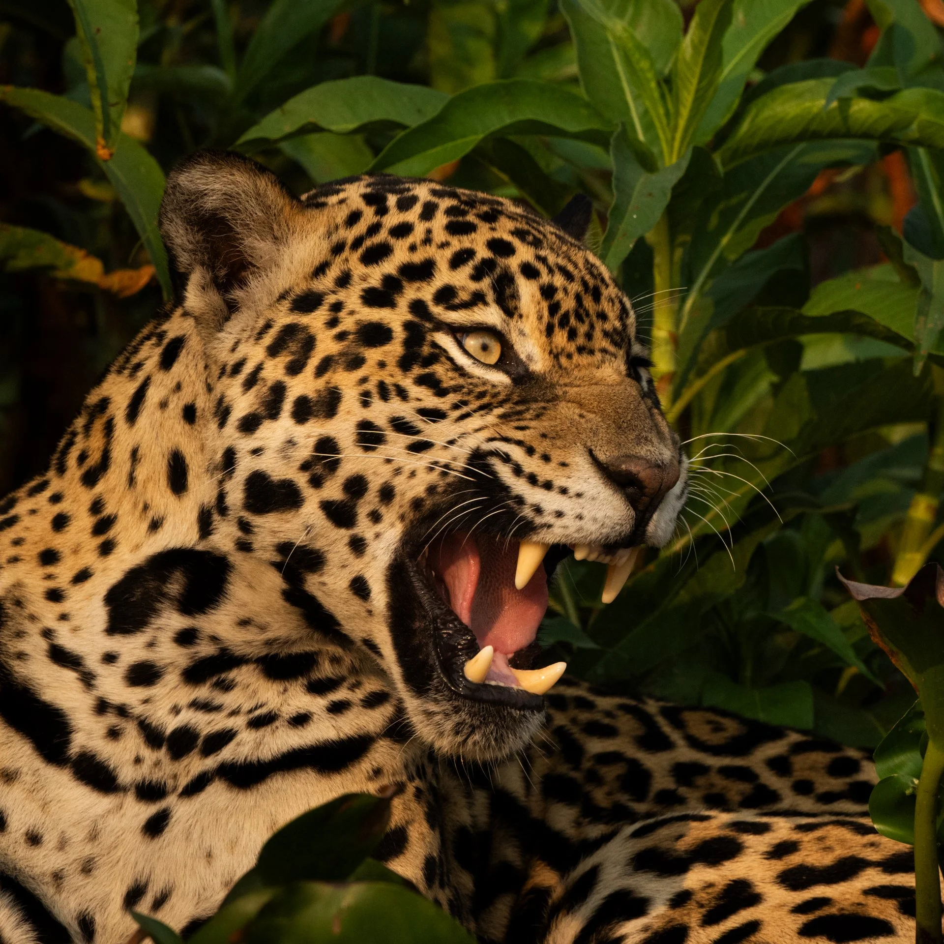 Jaguar_female_yawning_AP1.jpg
