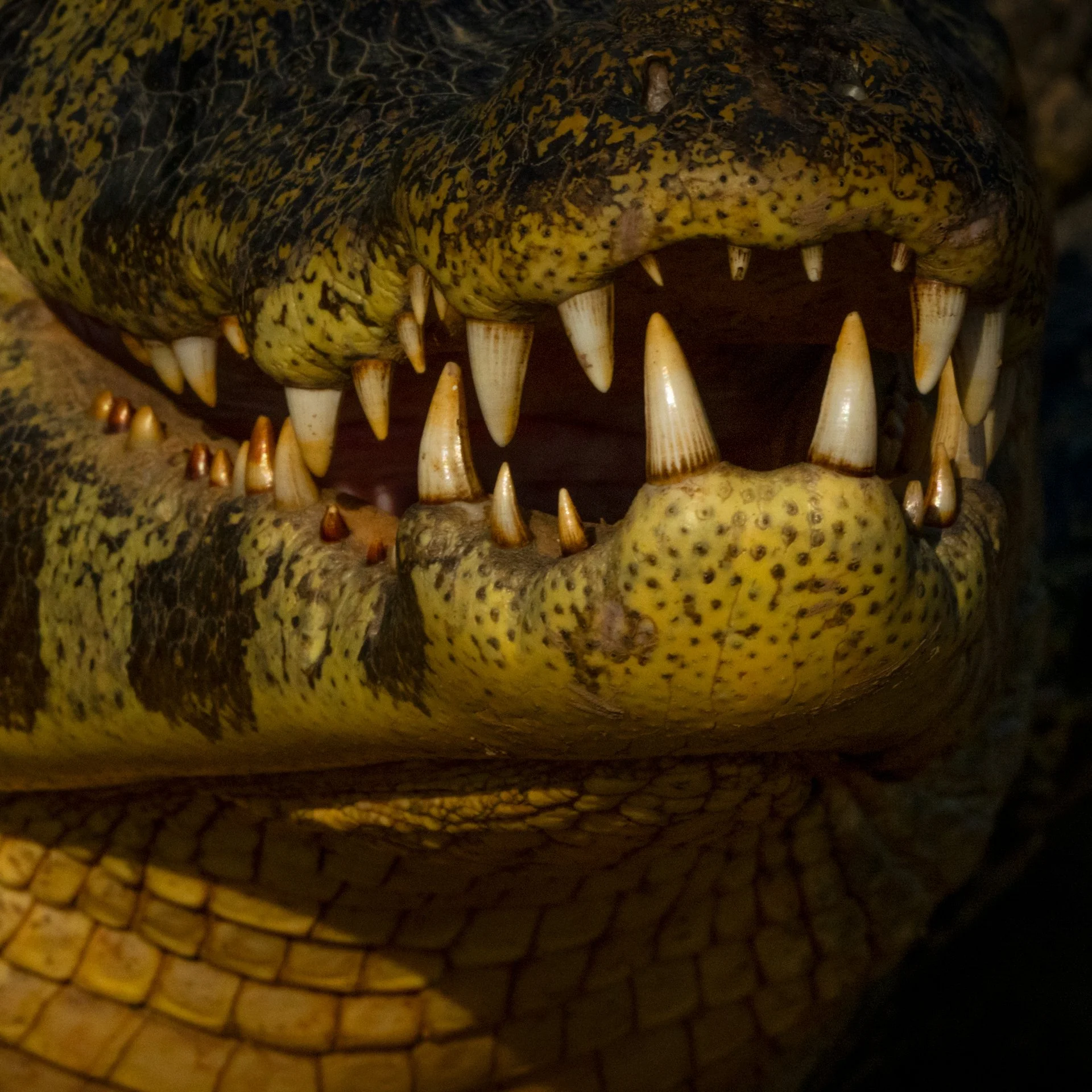 YacareCaiman_detail_AP1v3.jpg