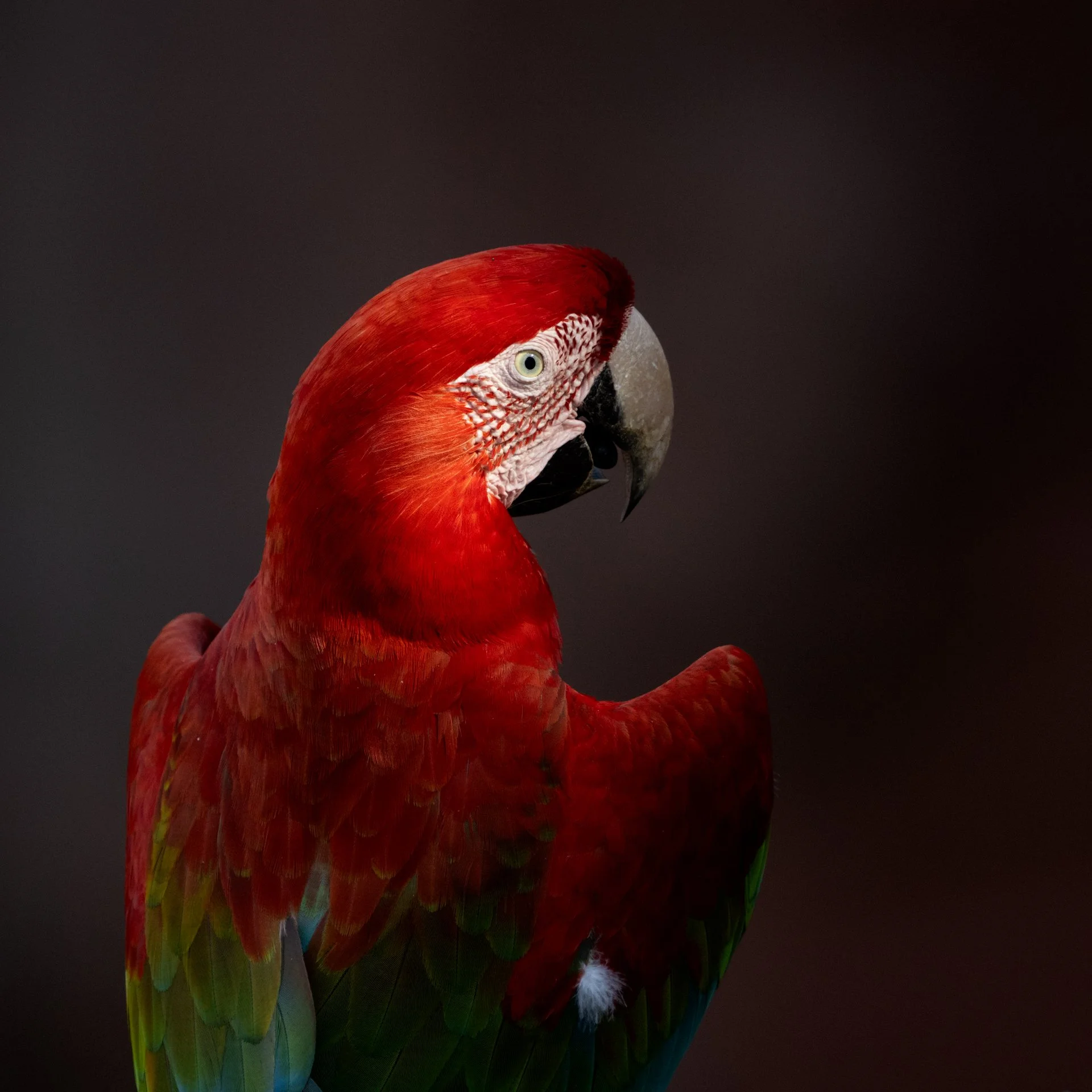 RedAndGreenMacaw_portrait_AP1croppedv2.jpg