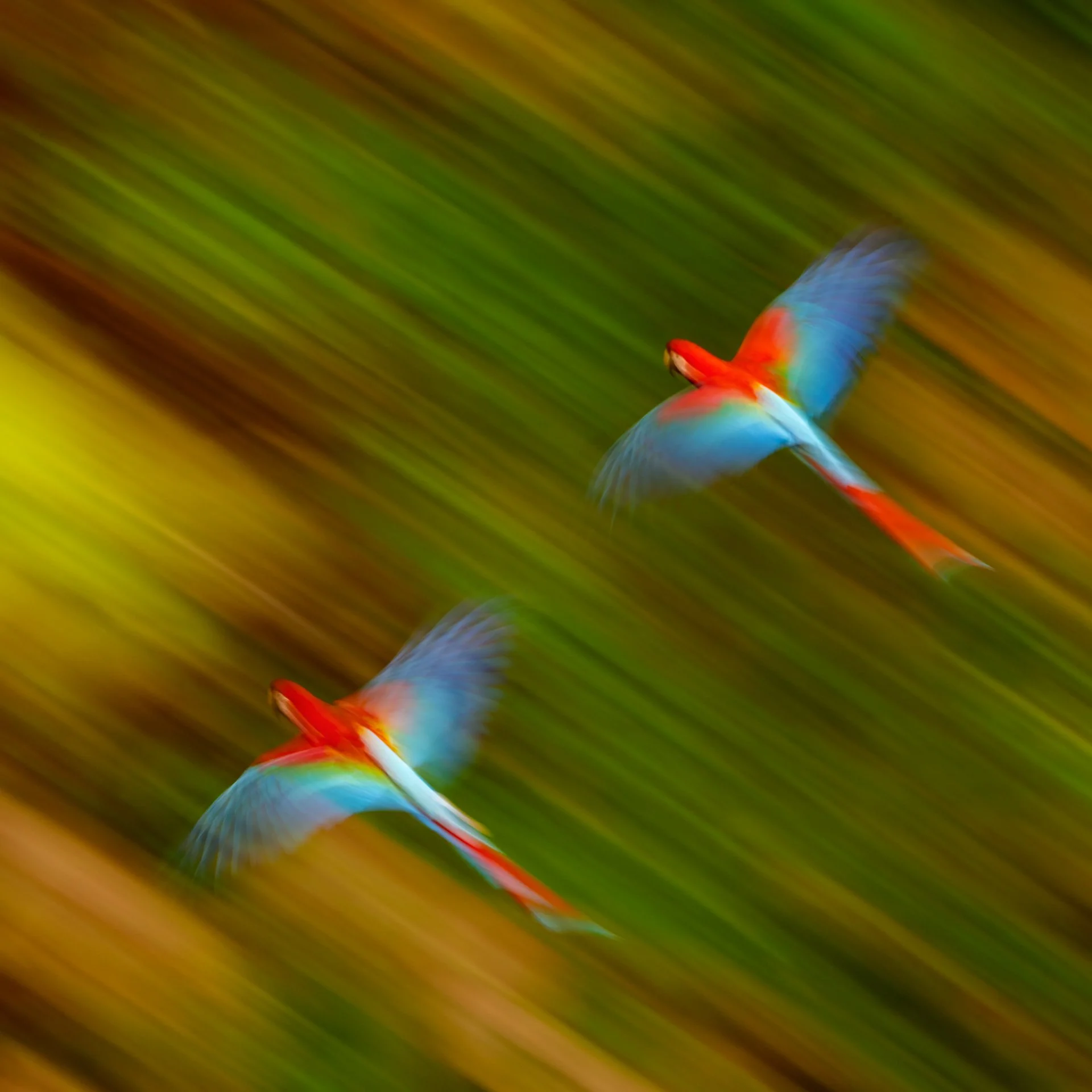 RedAndGreenMacaws_pair_motion_AP2v3.jpg
