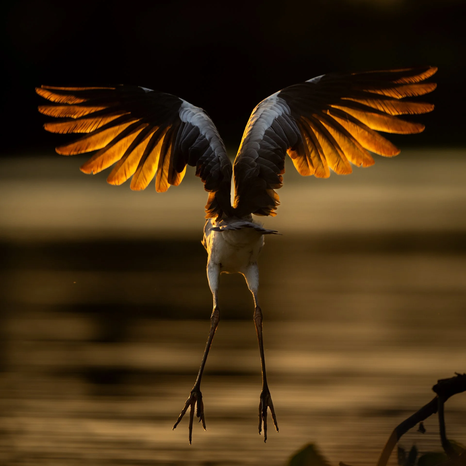 CocoiHeron_flight_backlit_AP1.jpg