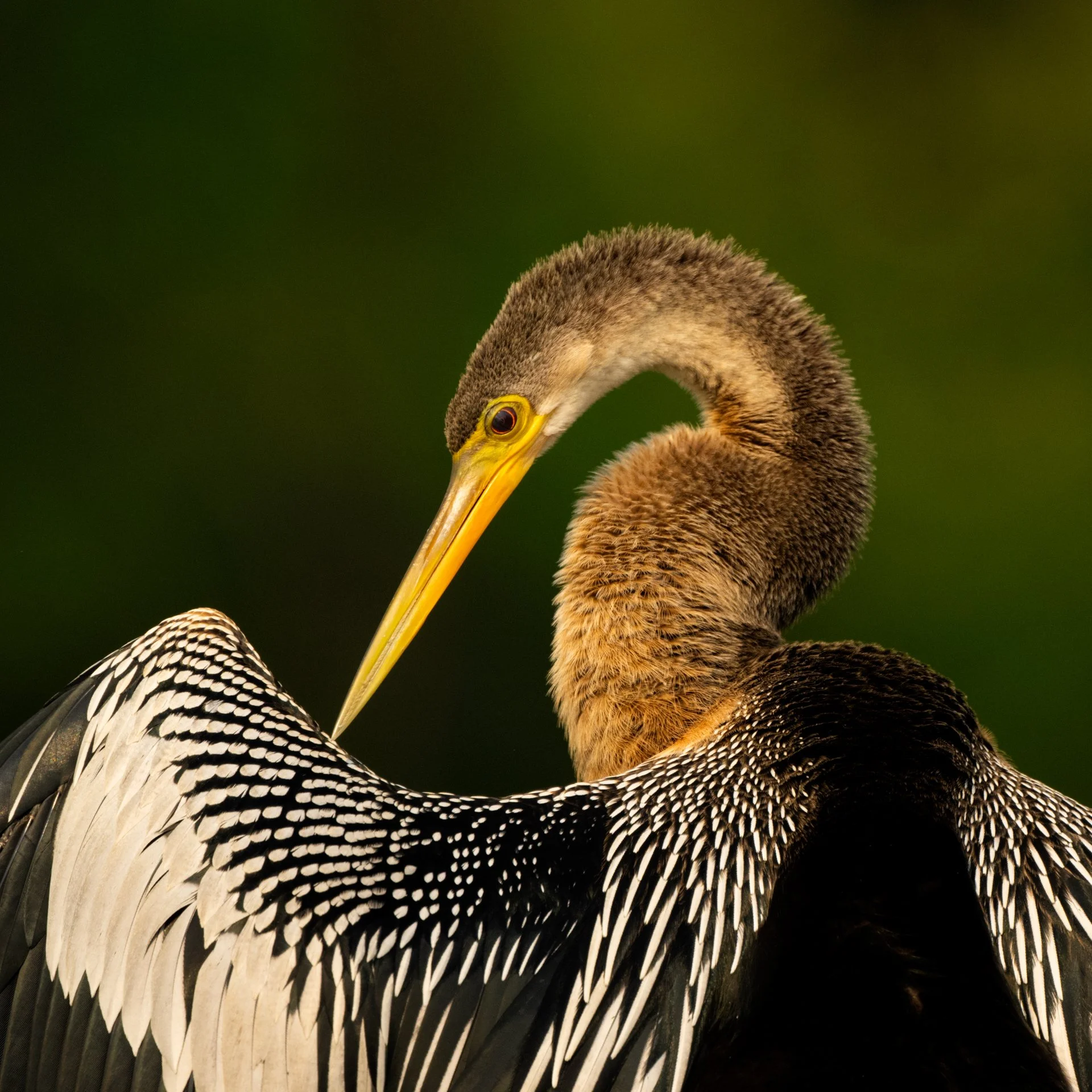 BRAZIL'S BIRDS Northern Pantanal 2027