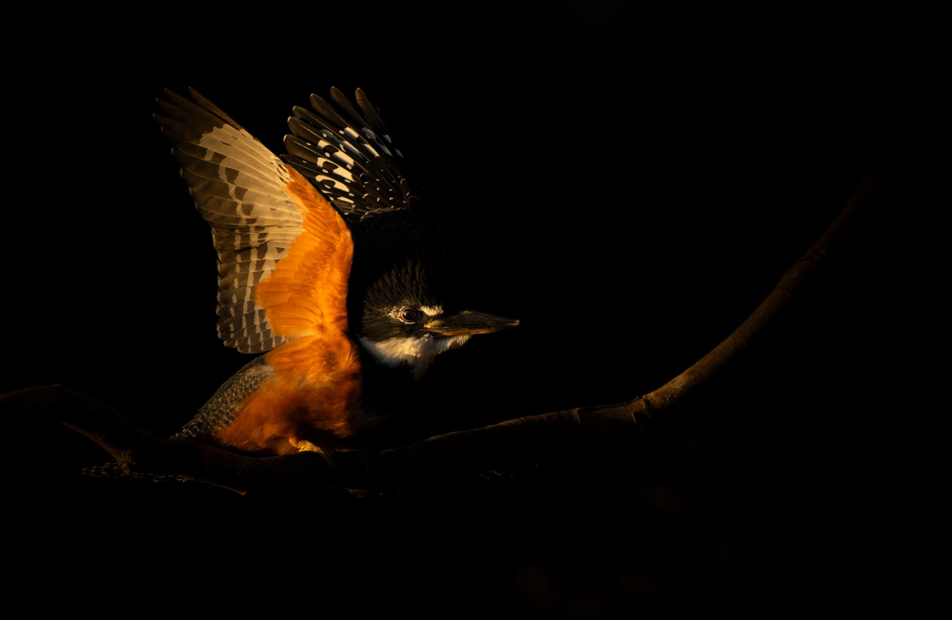 2 RingedKingfisher_wingstretch_AP1.jpg