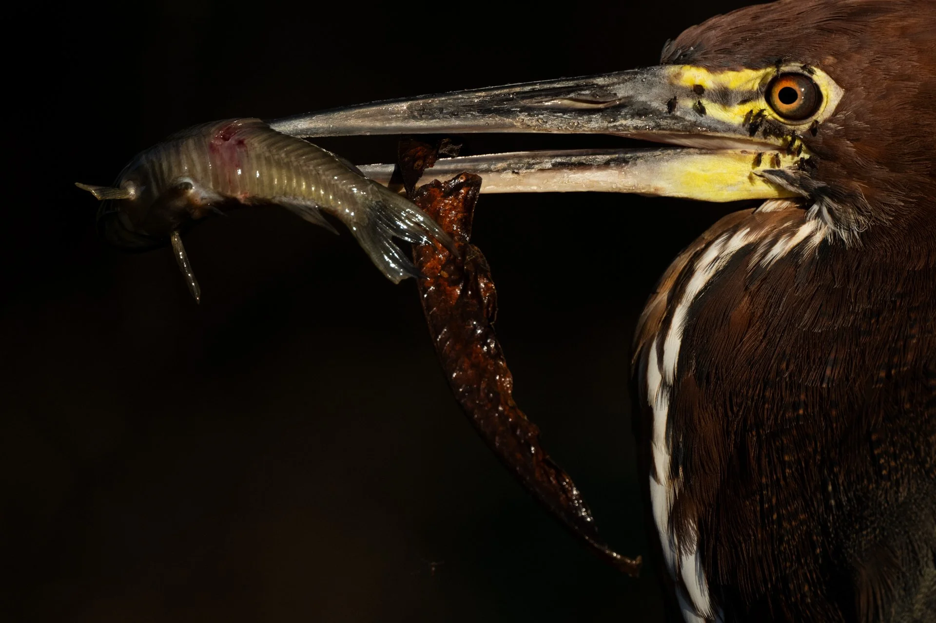 1 RufescentTigerHeron_fish_flies_AP1.jpg