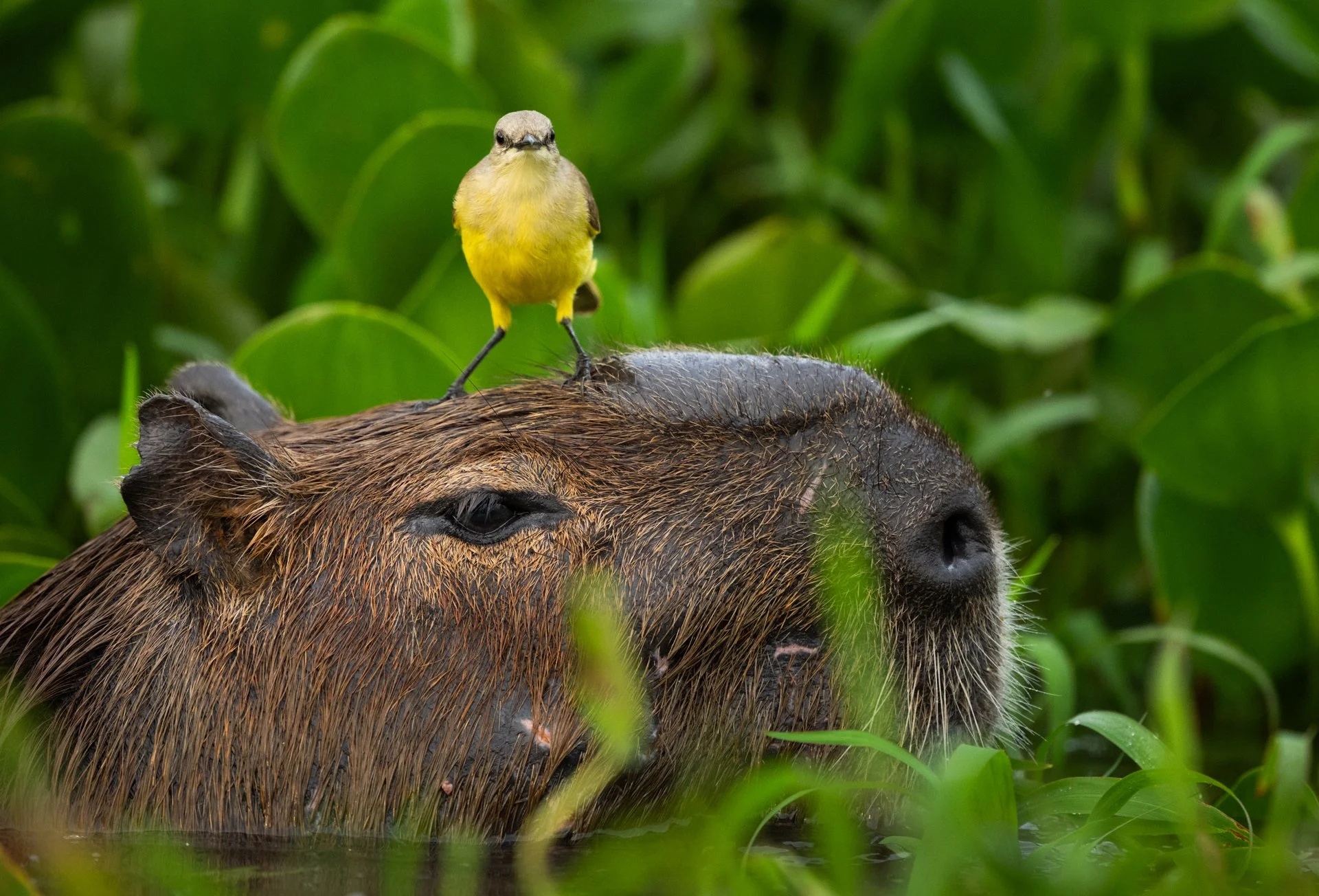 3 Capybara_CattleTyrant_AP7.jpg