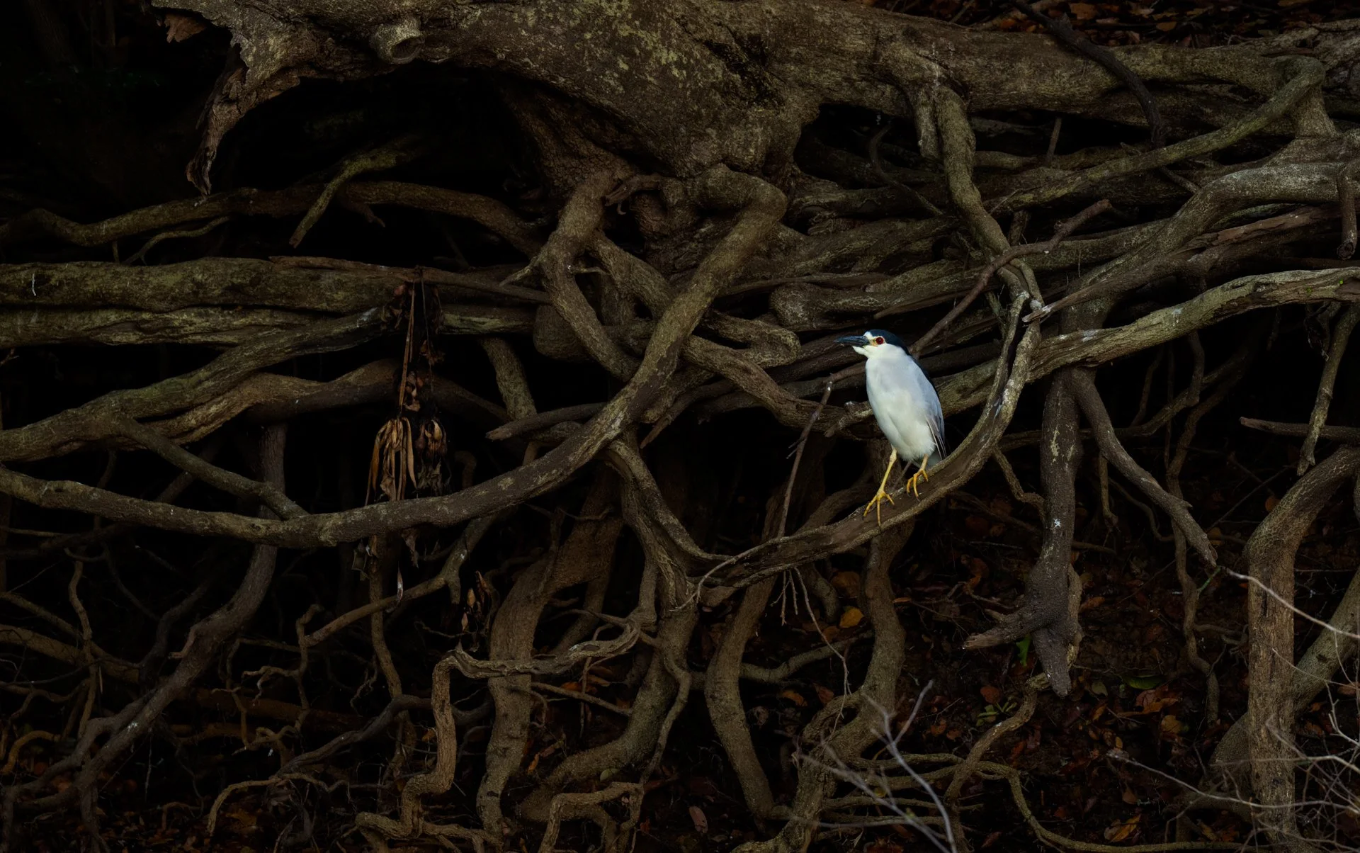 3.2 BlackCrownedNightHeron_male_roots_AP1.jpg