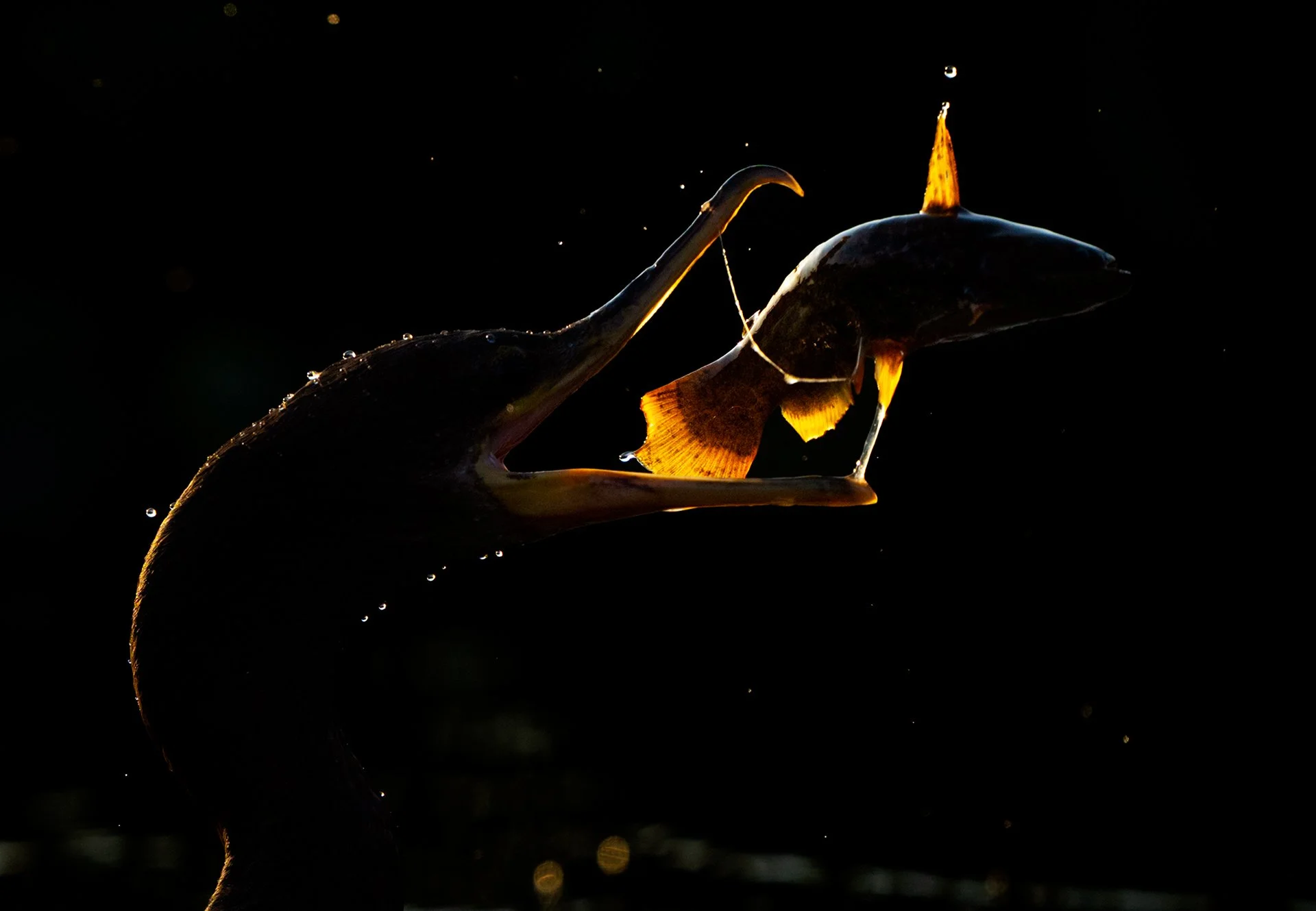 4 NeotropicalCormorant_fish_backlit_AP1v2cropped.jpg