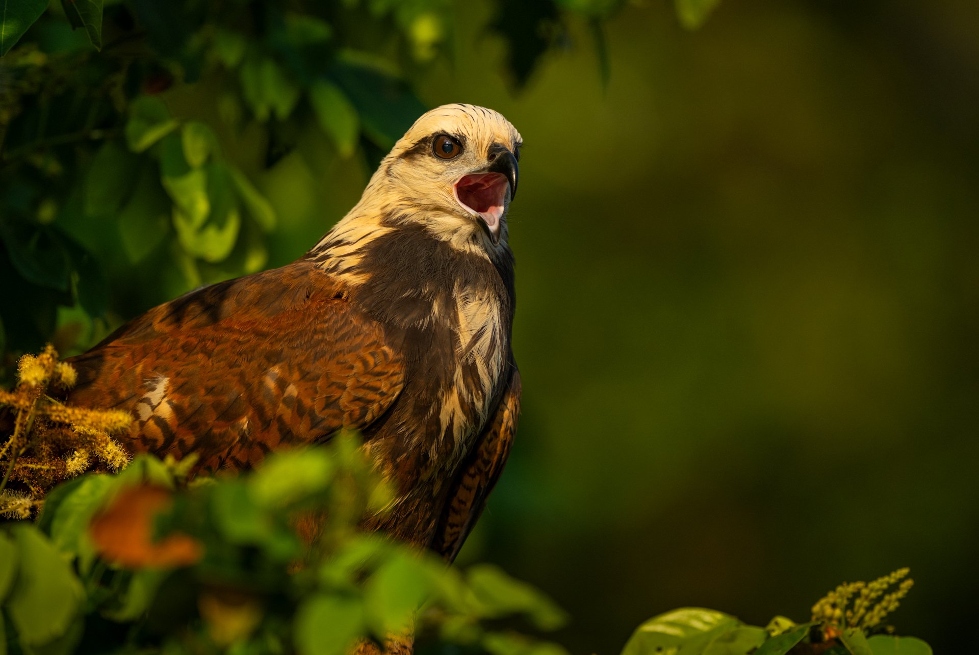 3.5 BlackCollaredHawk_calling_AP2.jpg