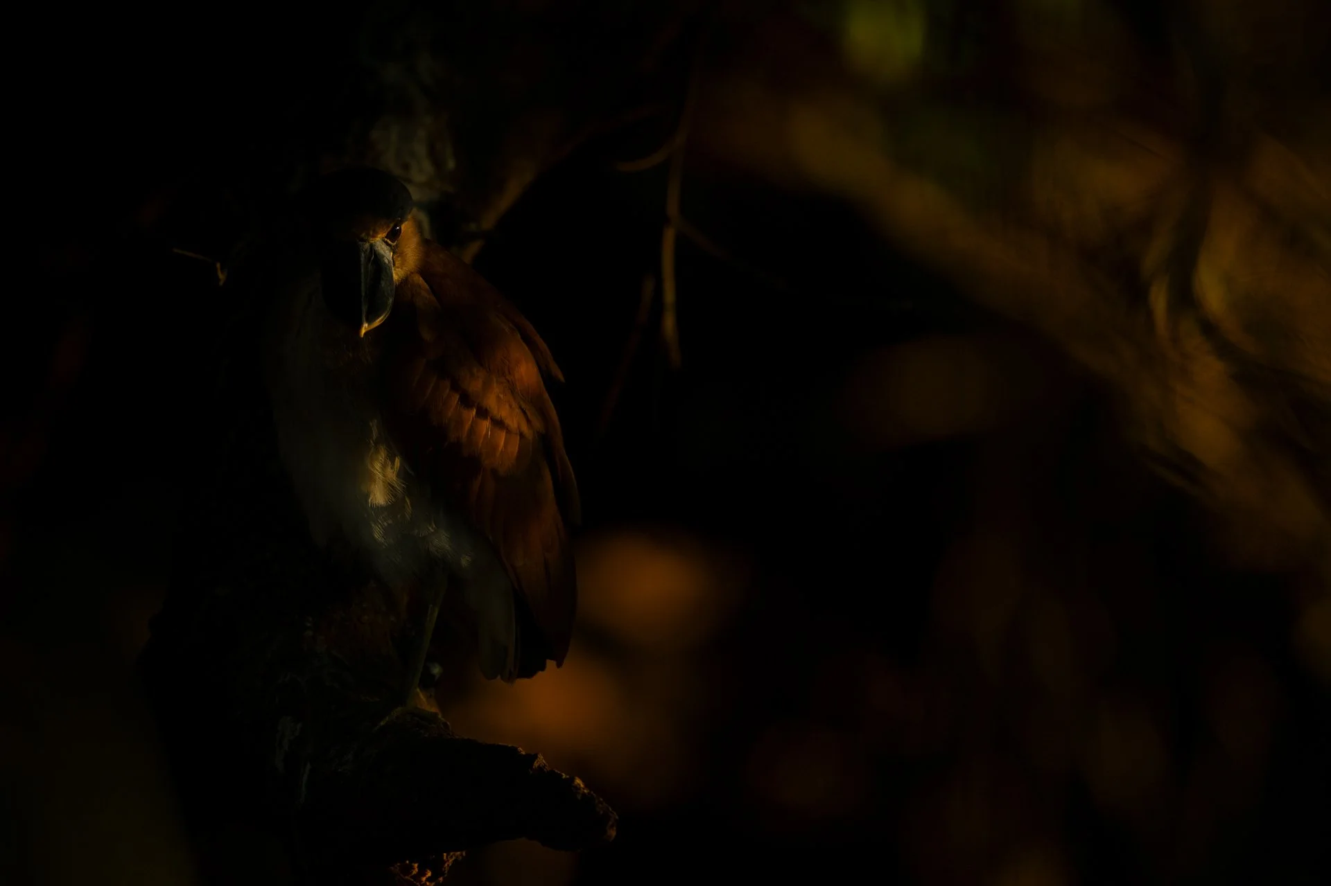 7 BoatBilledHeron_spotlit_AP2.jpg