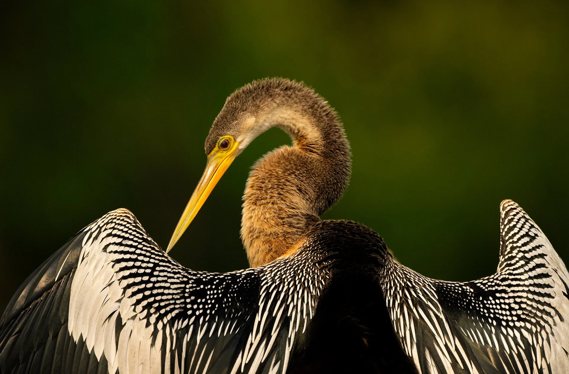 5 Anhinga_preening_AP1.jpg