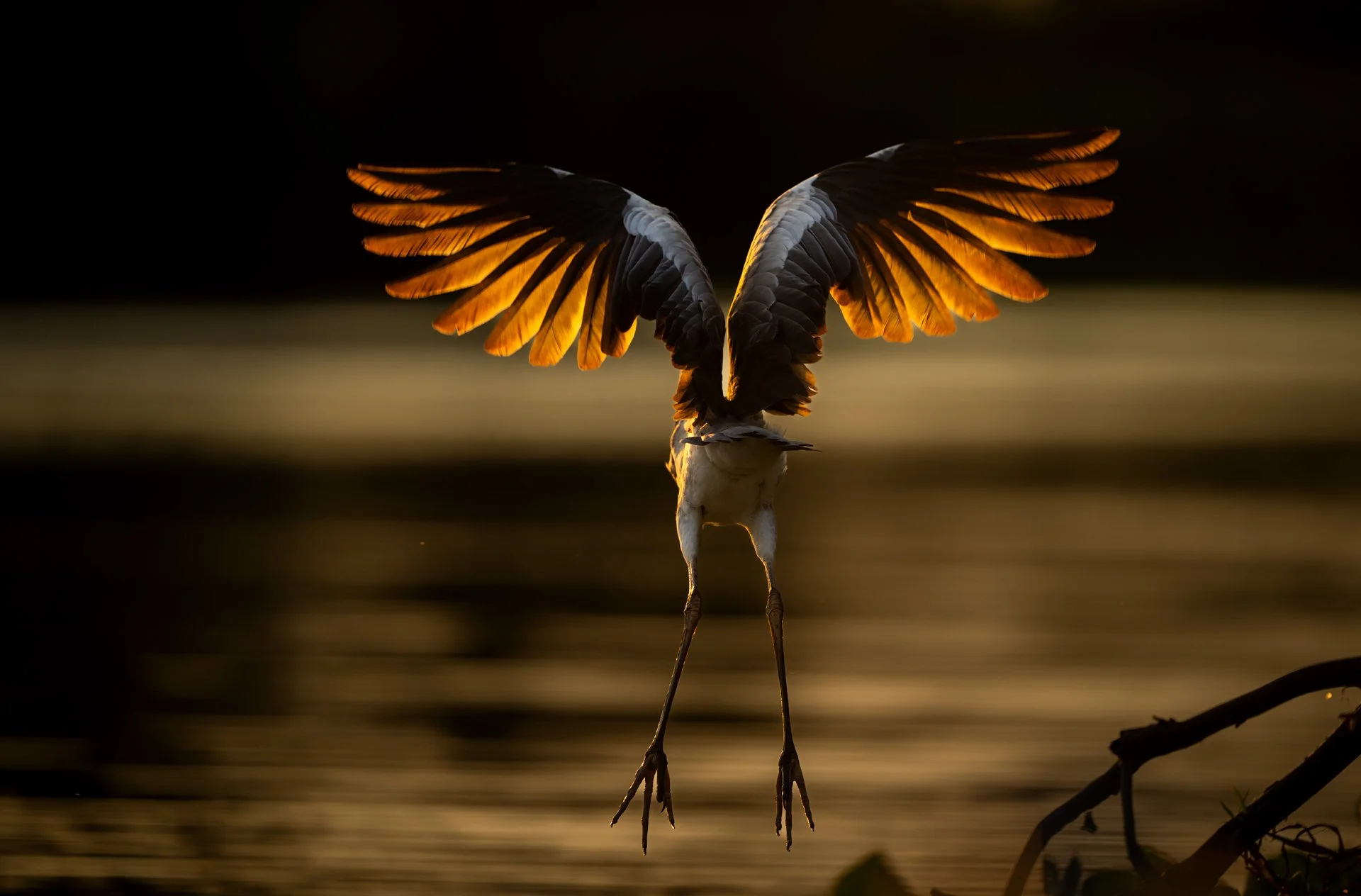 8 CocoiHeron_flight_backlit_AP1.jpg