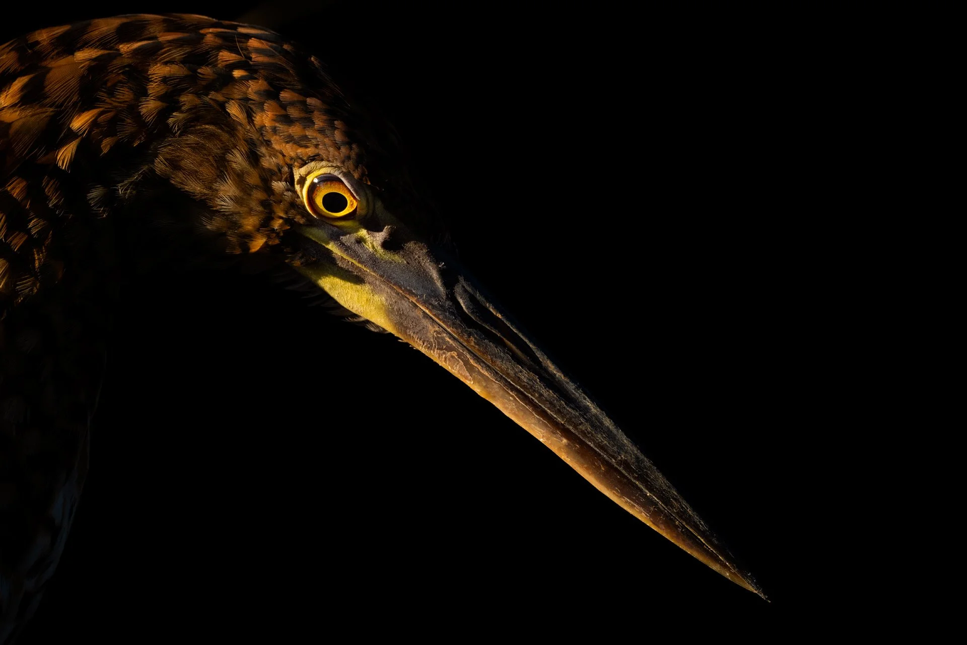 RufescentTigerHeron_spotlit_AP2v2.jpg