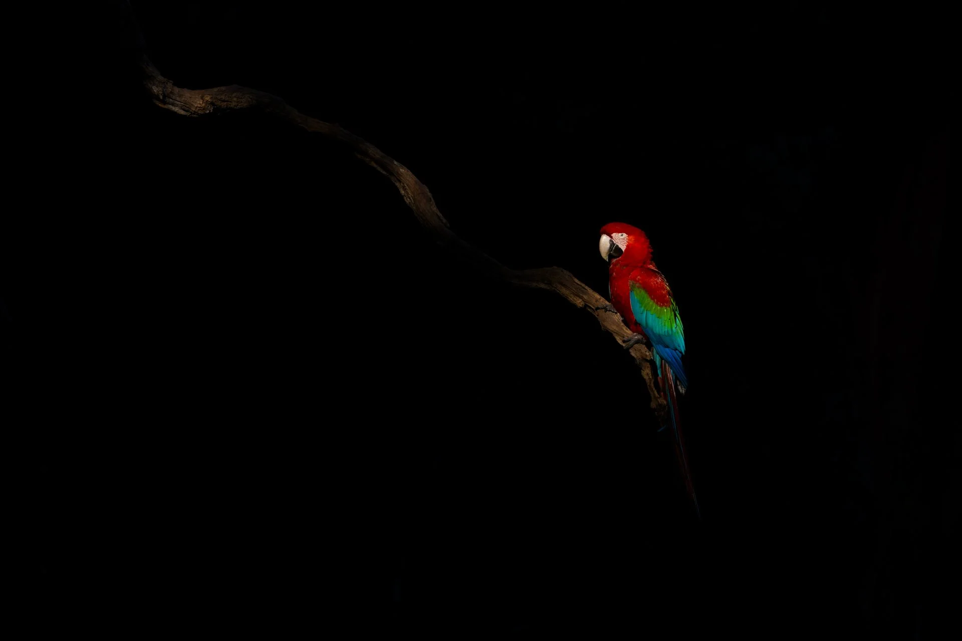 2 RedAndGreenMacaw_spotlit_AP1v2.jpg