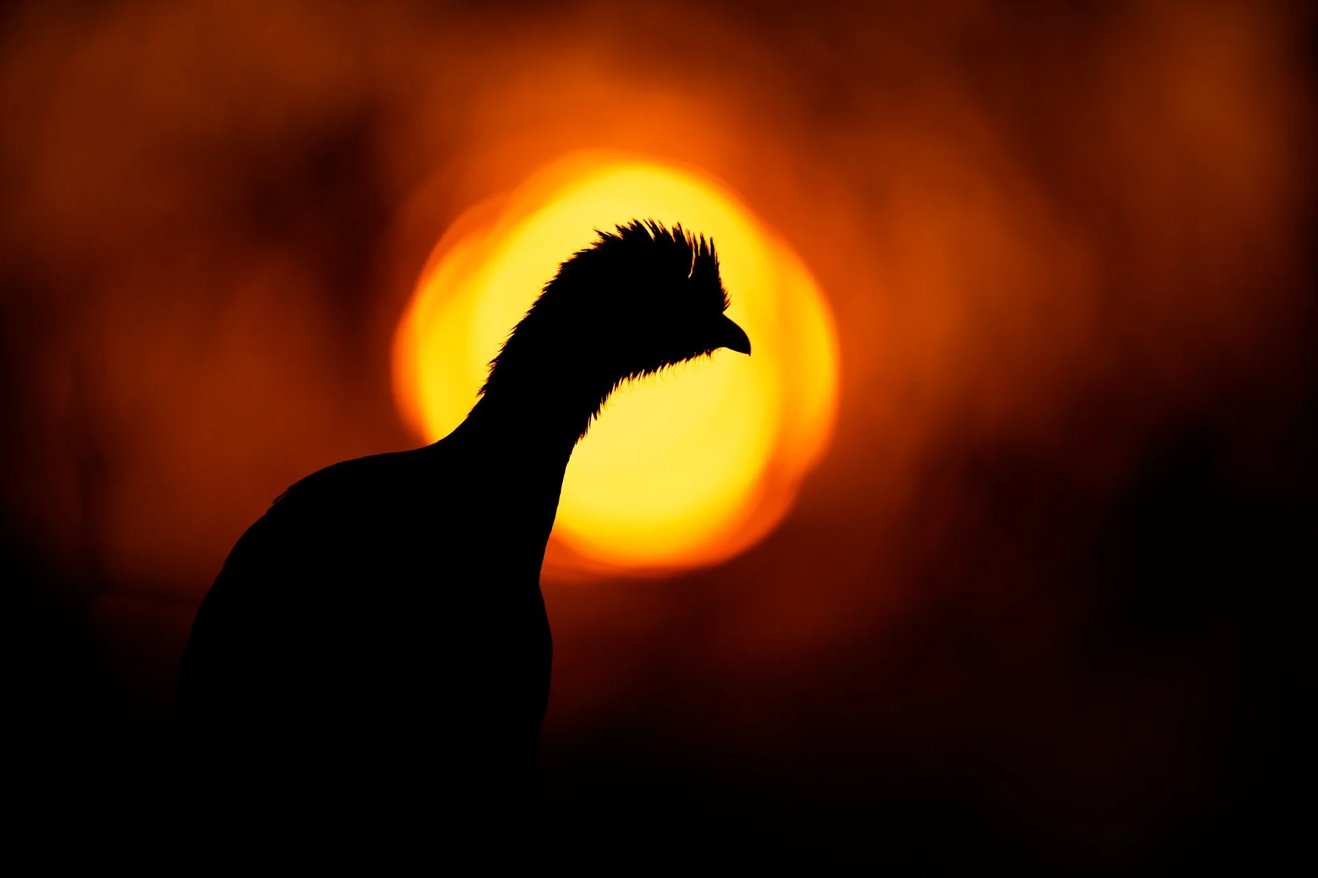 3 ChacoChachalaca_silhouette_sunset_AP1v2.jpg
