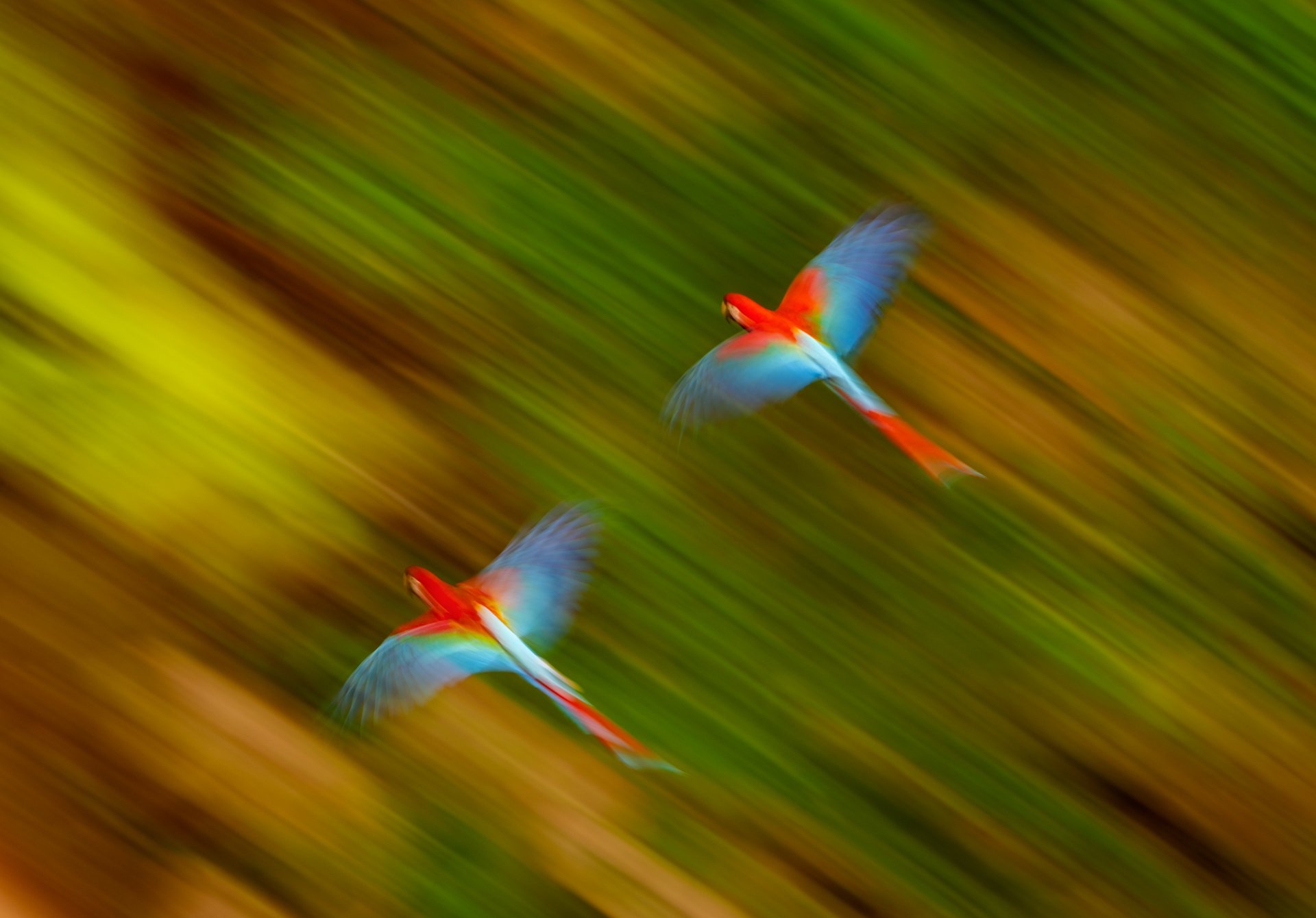 4 RedAndGreenMacaws_pair_motion_AP2v2.jpg