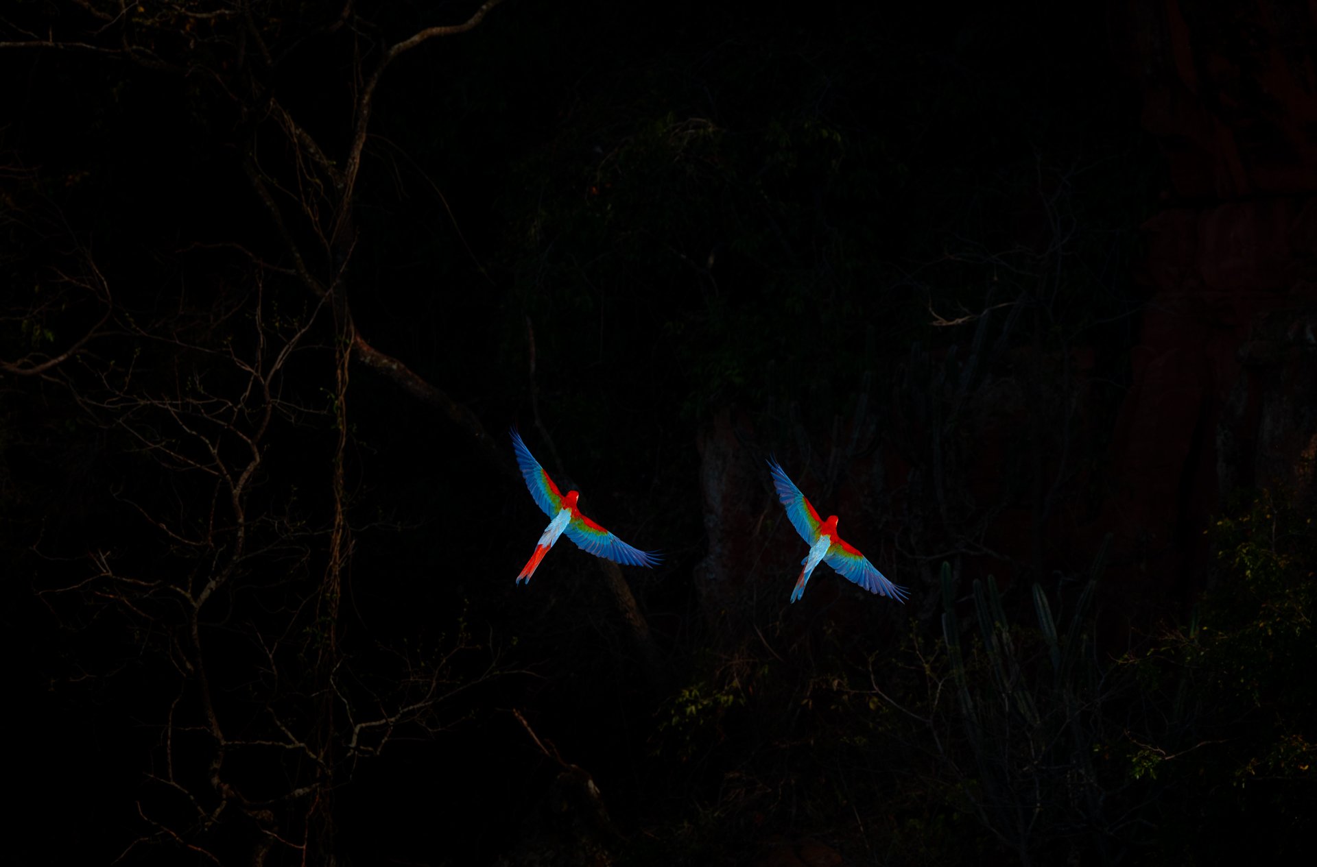 4.5 RedAndGreenMacaws_pair_flight_habitat_AP1v2cropped.jpg
