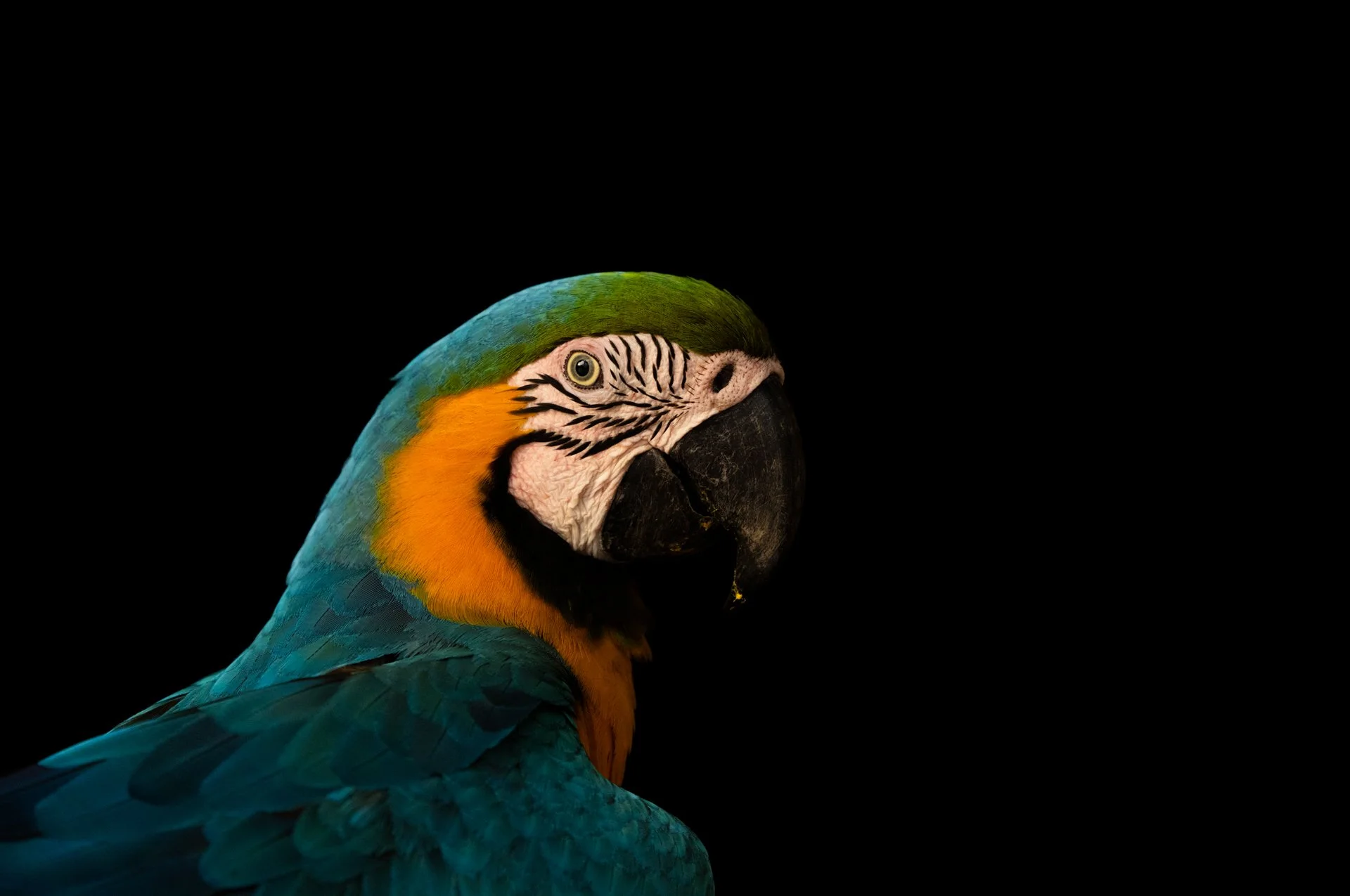 5 BlueAndYellowMacaw_portrait_AP2cropped.jpg