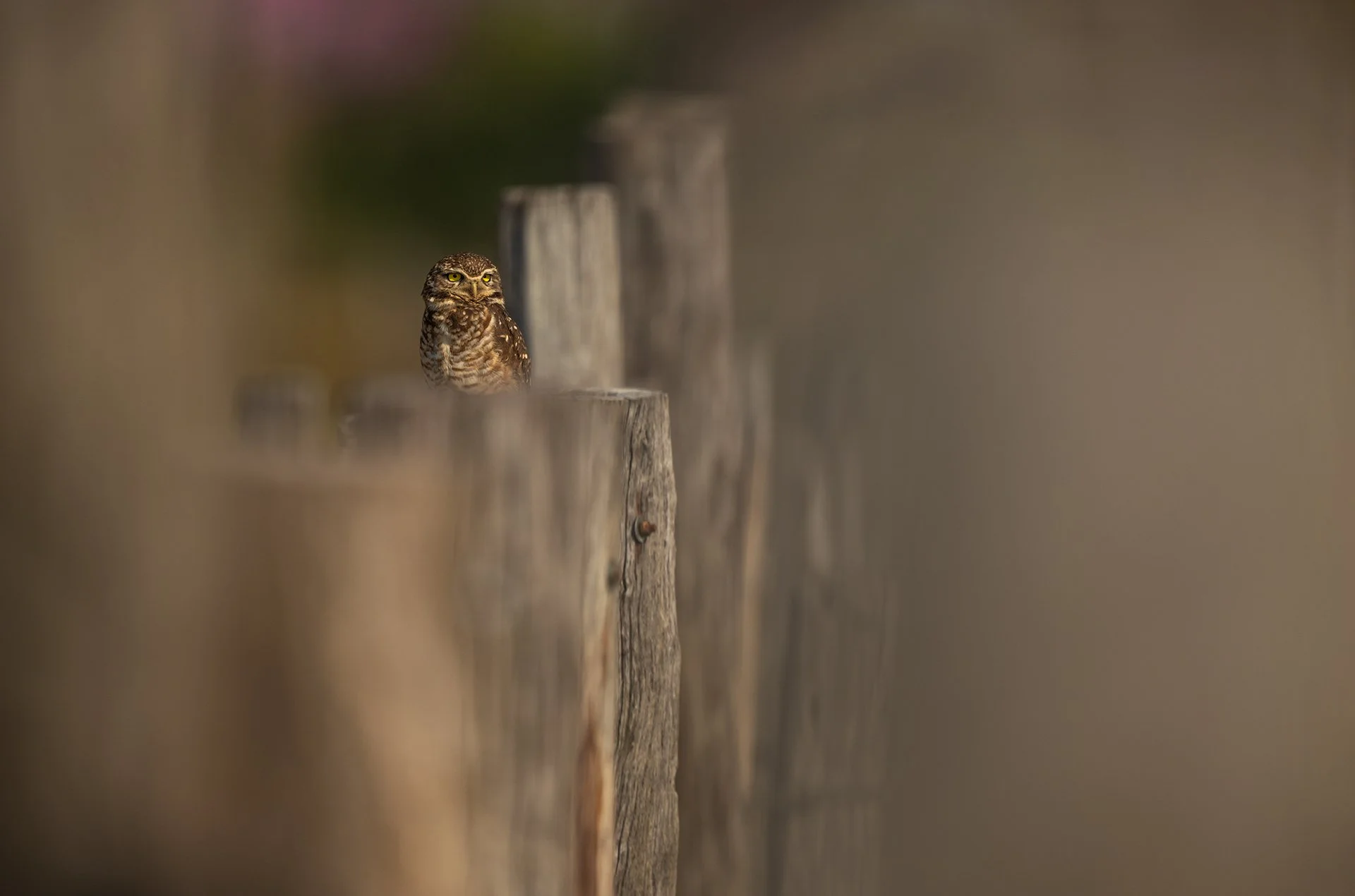 6 BurrowingOwl_perched_fence_AP1.jpg