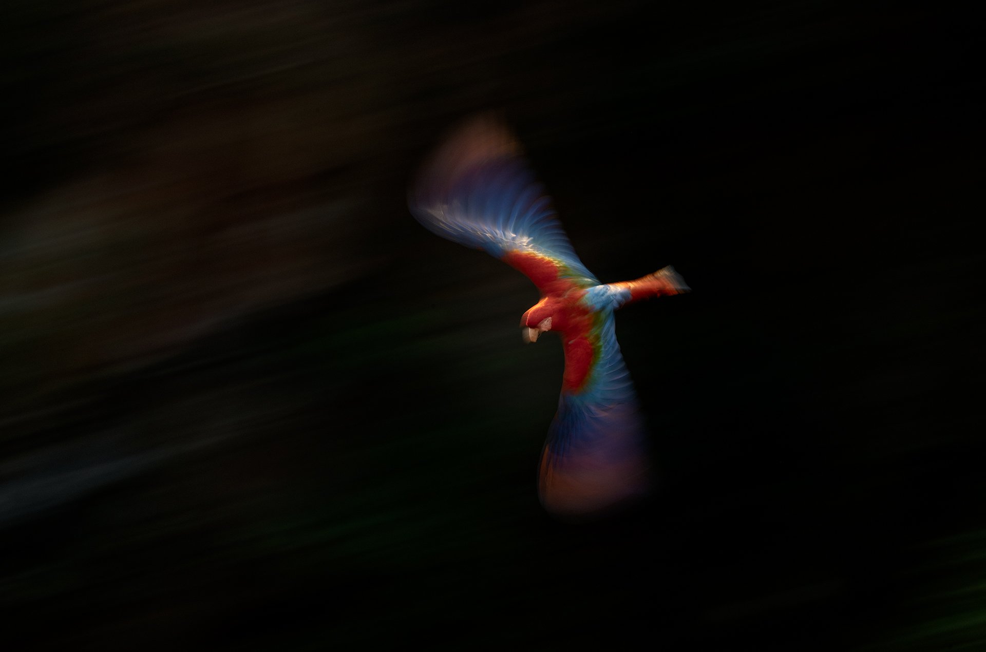 9 RedAndGreenMacaw_flight_motion_AP1v2.jpg